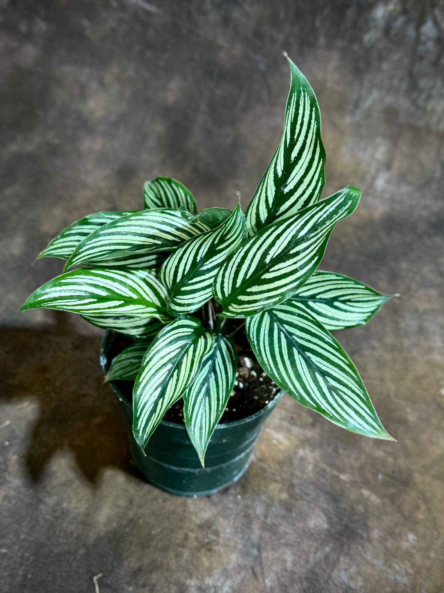 PLANTVERS Live Calathea Plant – Easy Care & Low Maintenance Tropical Houseplant – Air Purifying Indoor Plant for Low Light & Home Décor (Calathea Vittata 4" Grow Pot, 4" Grow Pot)