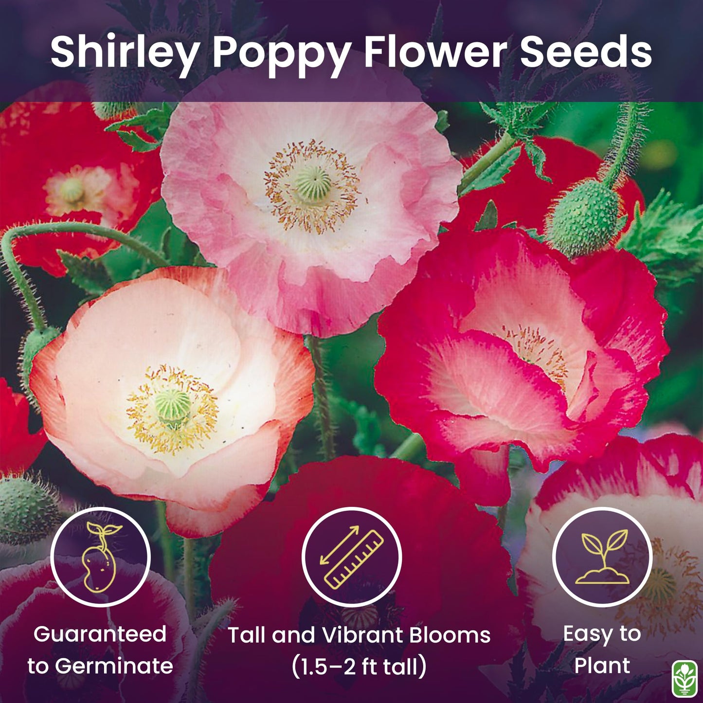 Shirley Poppy Seeds for Planting - 50,000 Fresh Poppy Flower Seeds - Wildflower Seeds to Plant Outside - Re-Seeding Annual - Pet Friendly - Grown in The USA