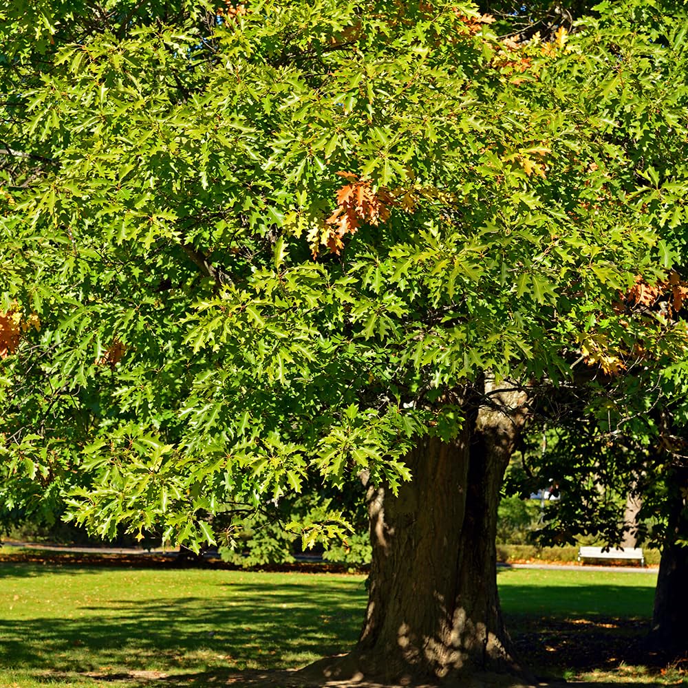Northern Red Oak Tree, Vibrant Foliage, Deciduous, Tall, Acorn Producing, 5 gal, Nursery Pot (Due to Agricultural Laws, we Unable to Ship to CA, AZ, AK, or HI)