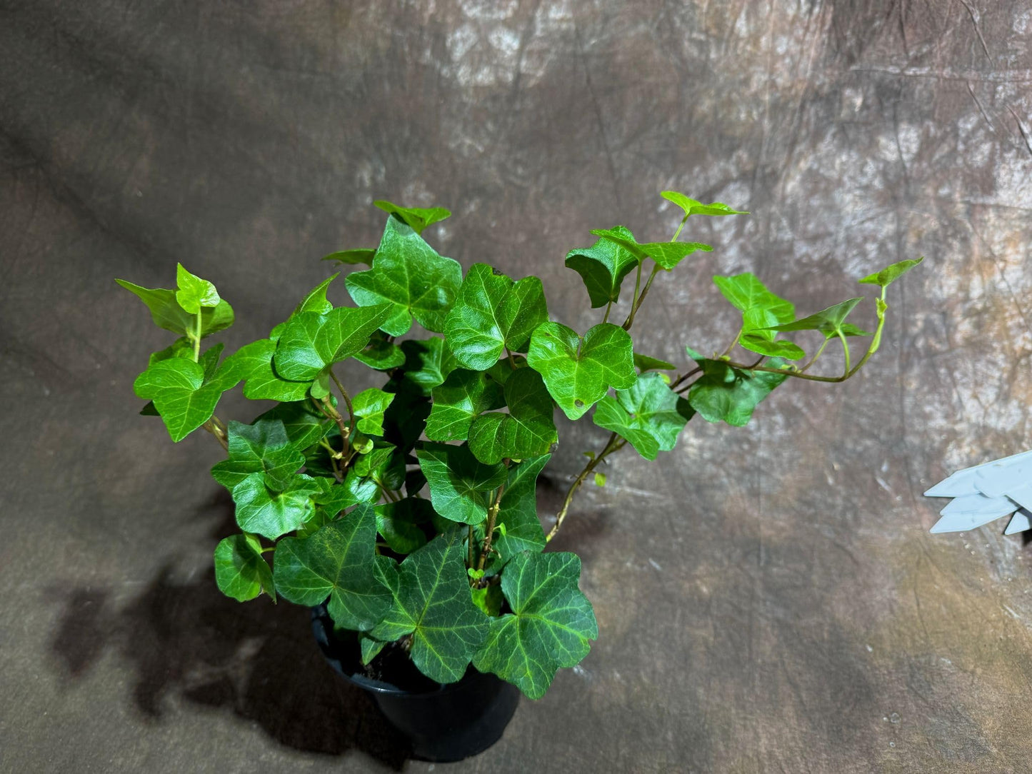 PLANTVERS Green Ivy in a 4" Nursery Pot - Hedera - Vining Plant - Low Maintenance Plant - Trailing Houseplant - Easy Care Live Plant