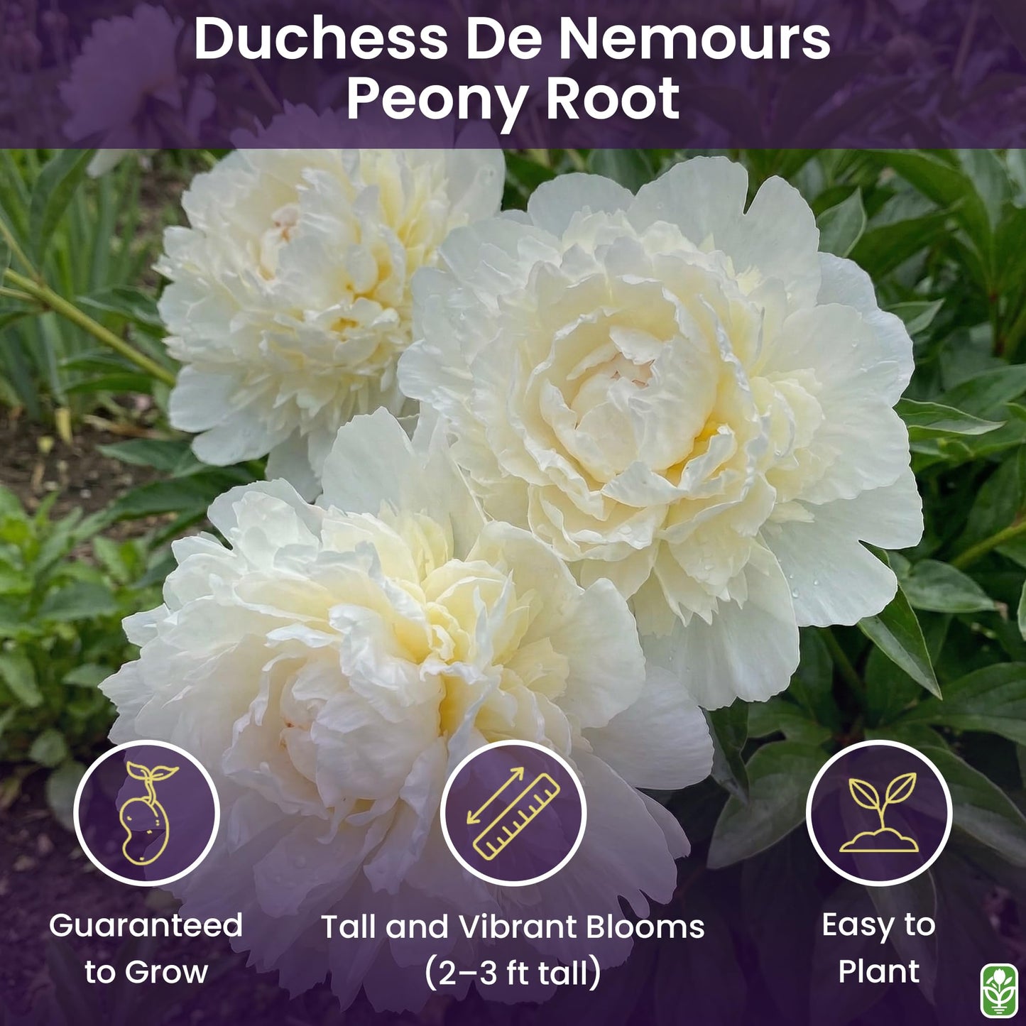 Duchess De Nemours Double White Peony Bulbs - Bare Root 3-5 Eyes, Delightful Fragrance | Peony Plants for Planting Outdoors