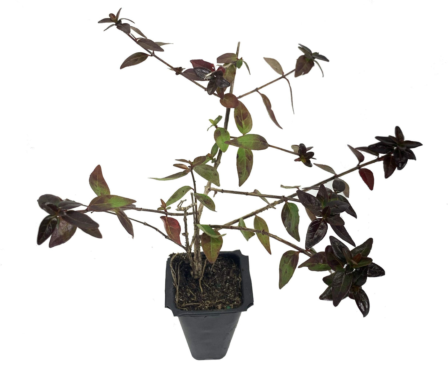 Abelia Grandiflora Edward Goucher - 50 Live Plants - Flowering Deer Resistant Butterfly Attracting Shrub