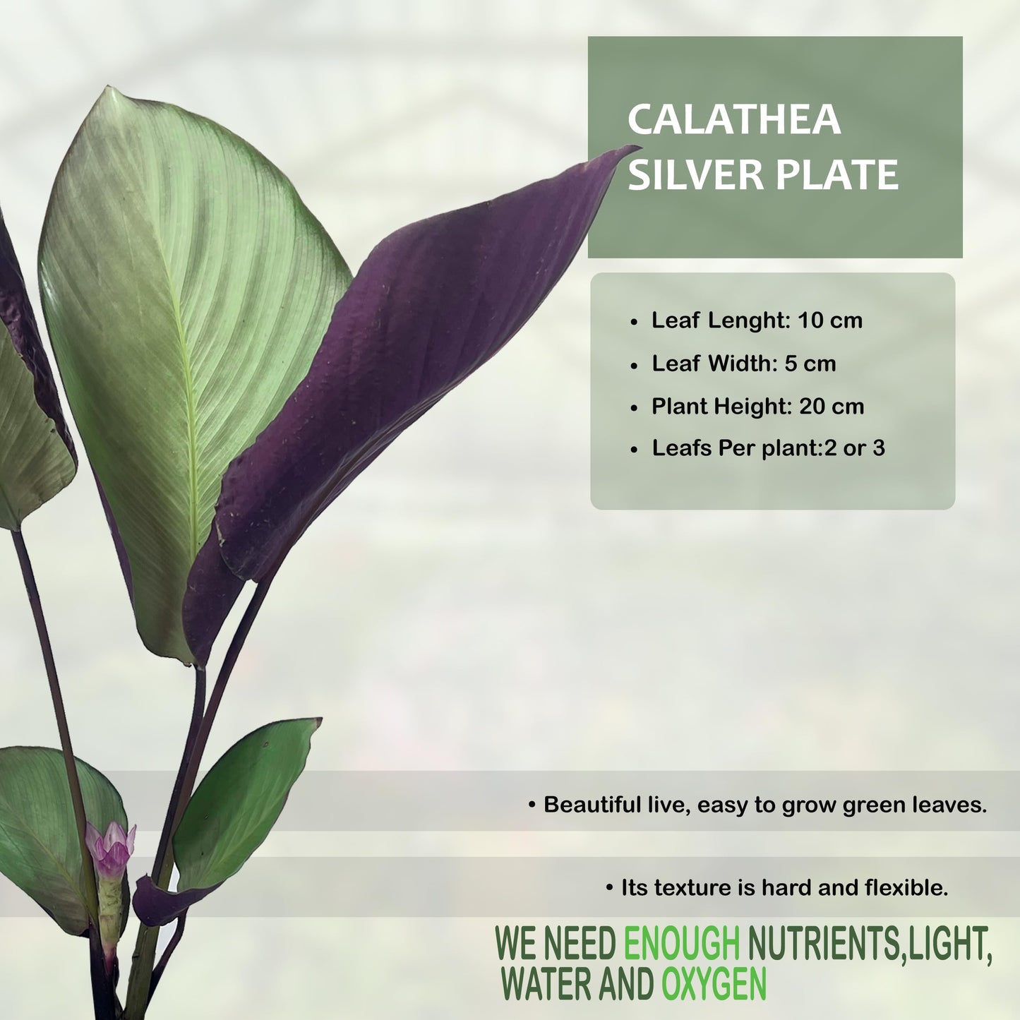 LEAL PLANTS ECUADOR Calathea Silver Plate(Pack of 2) Fascinating Leaf Movement, Easy Care Tropical Houseplant, Air-Purifying, Ideal for Home & Office Decor, Unique Living Plant Gift