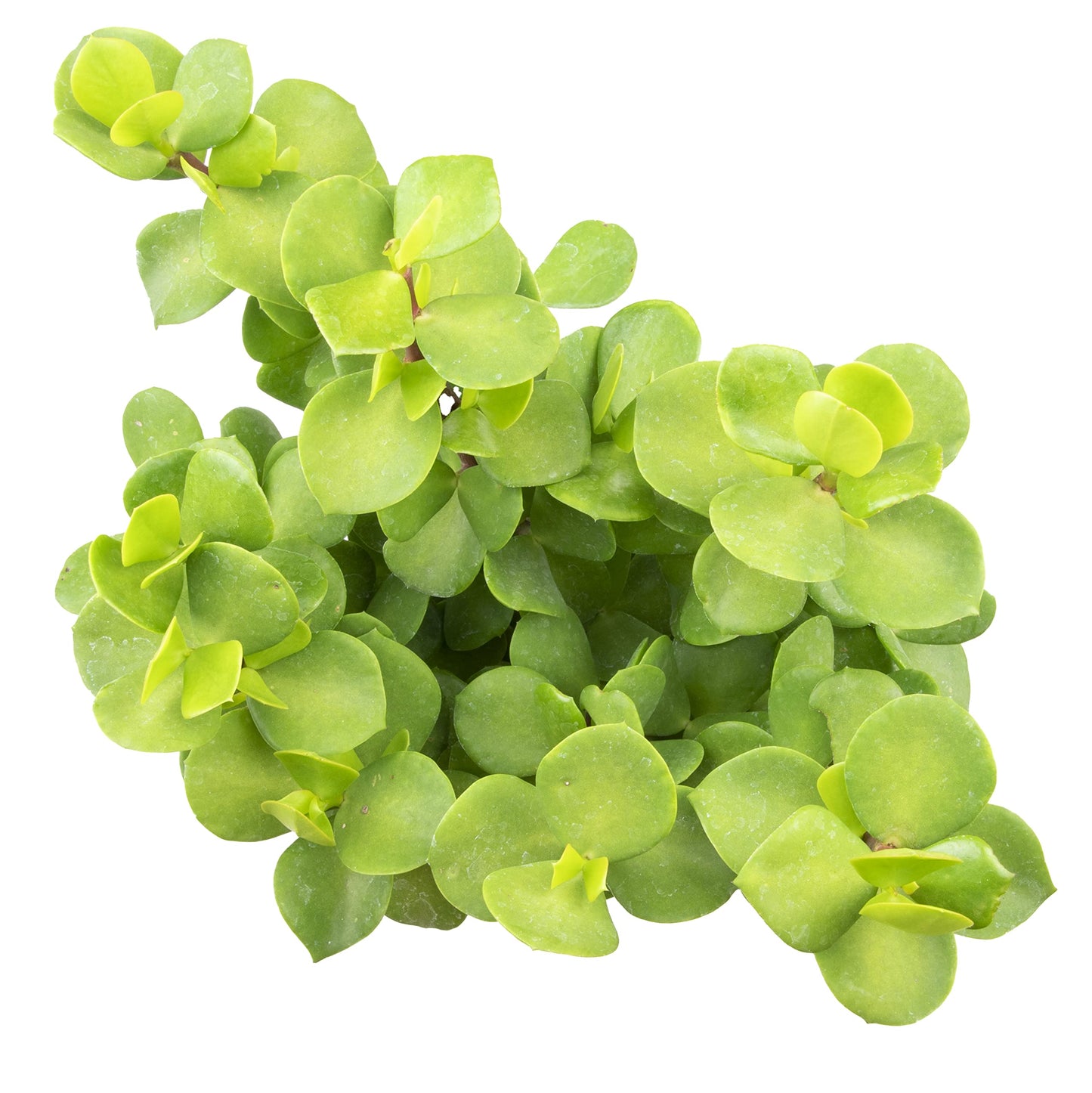 Succulents Plants Live Indoor Plants, Portulacaria Mammoth Live Houseplants, Live Succulents Live Plants Indoor Succulent Plants, Indoor Plant Real Succulents Plants House Plants by Plants for Pets