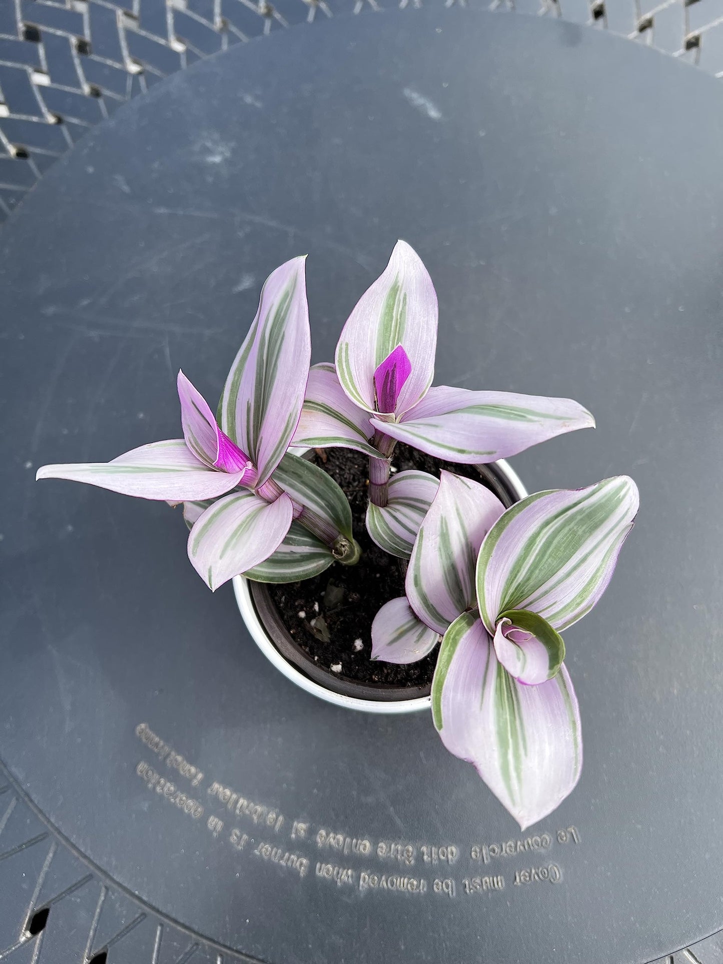 Wandering Jew Tradescantia Nanouk Lilac Live Plant - Unique Houseplants for Easy Indoor Gardens & Home Decor Gifts - Potted Tiny Houseplants 4" inch White Pot Included