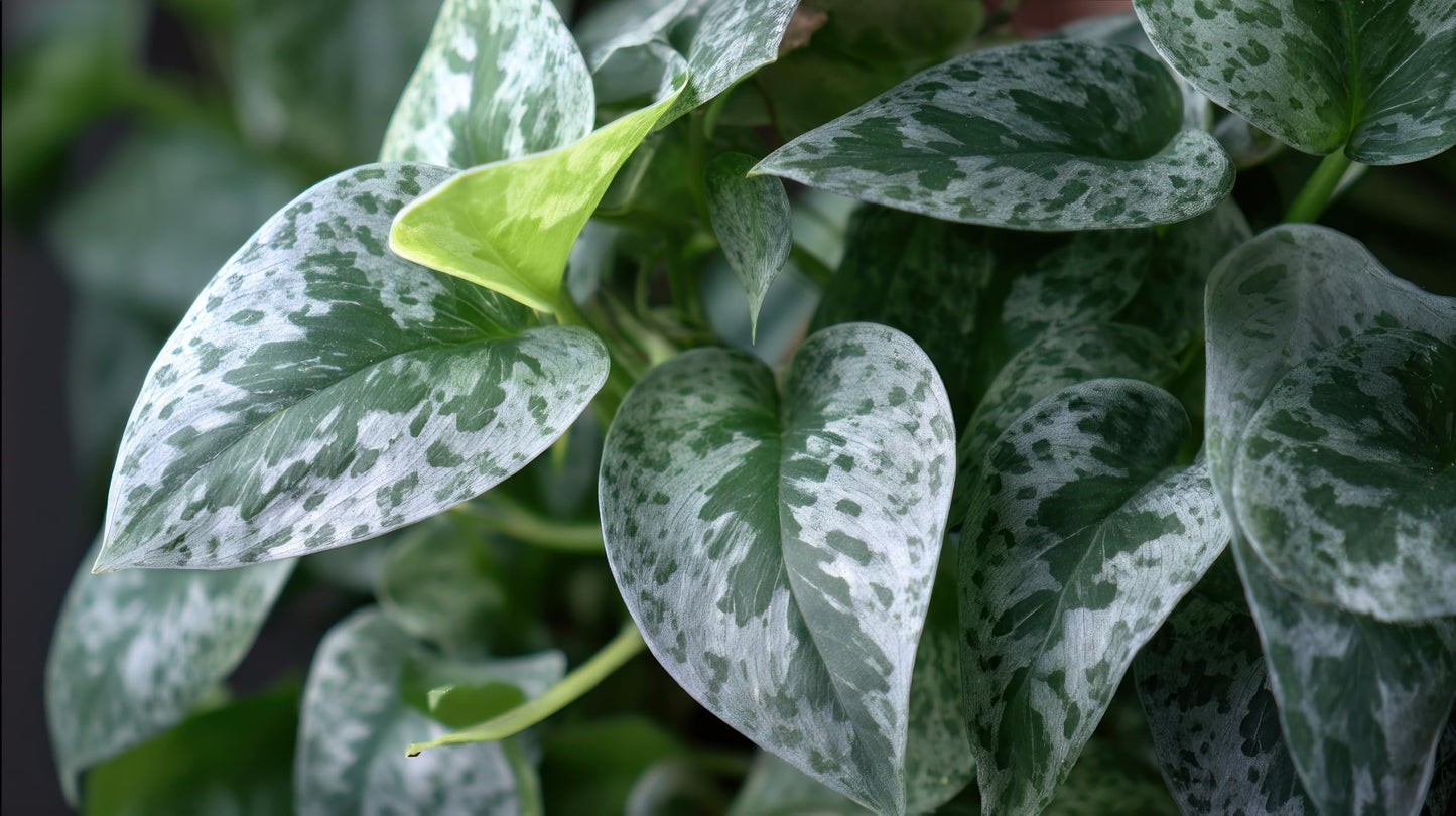 Silver Heart Pothos - 2 Inch Potted and Rooted - Great Indoor Plant - Air Purification - Easy Care