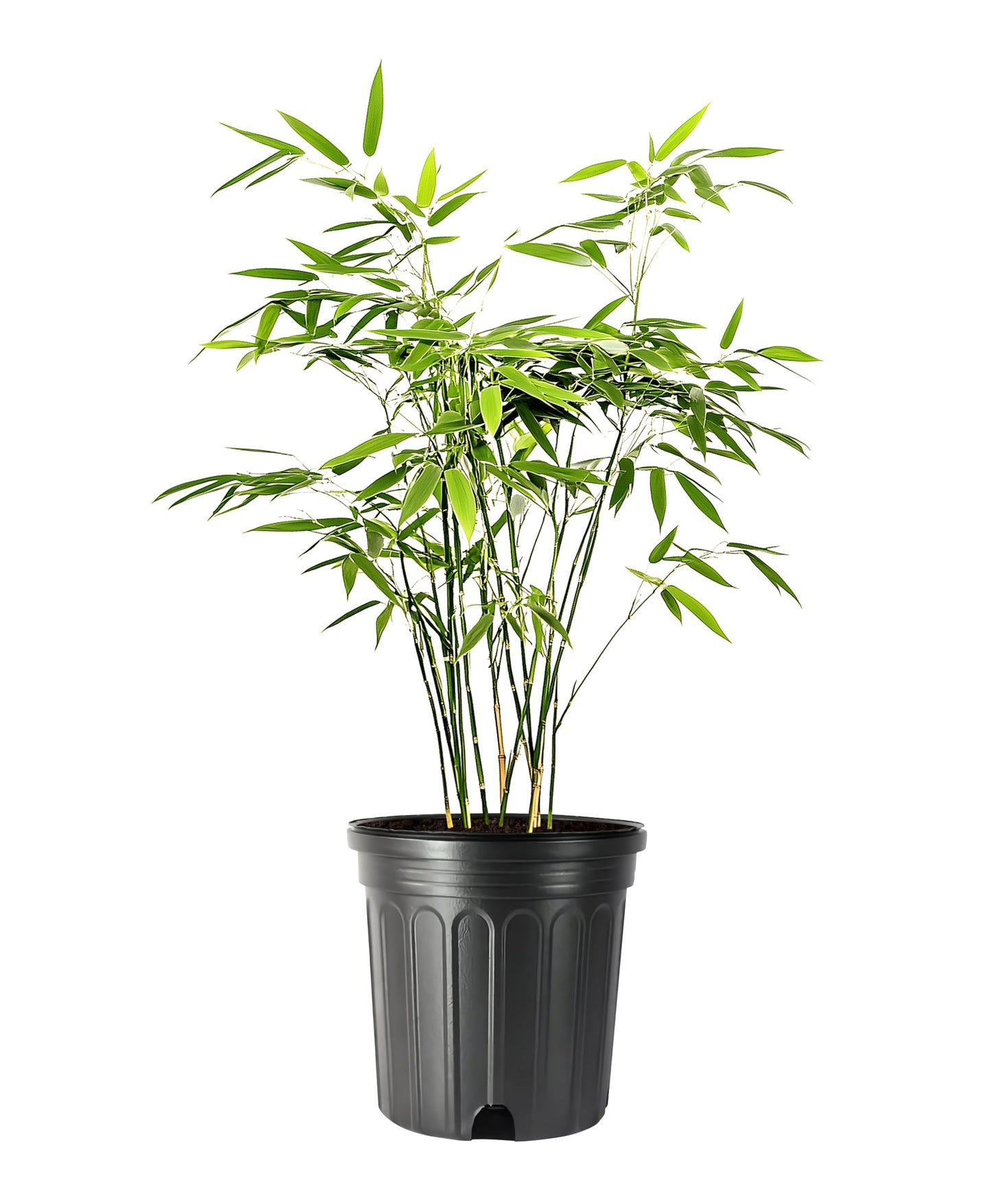 Fernleaf Bamboo | 1 Large Trade Gallon Size Plant | Bambusa multiplex | Clumping Bamboo Privacy Screens | Fast Growing Ornamental Hedge Gardens Walkways Borders Landscapes Foundation Accent Use