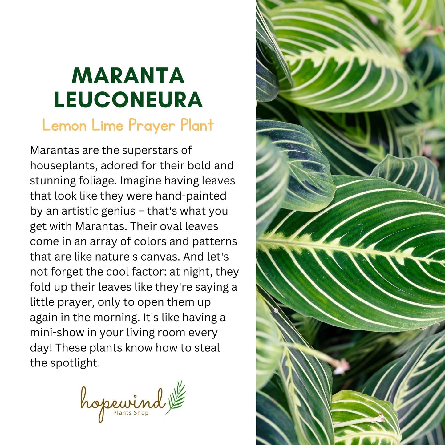 Live Plant, Lemon Lime Maranta Prayer Plant, Pet Friendly, Air Purifying Plant, Easy Care, Easy to Grow Live Indoor Plant, Houseplant, Rare Indoor Plant, Home Décor 4.7" Pot by Hopewind Plants Shop