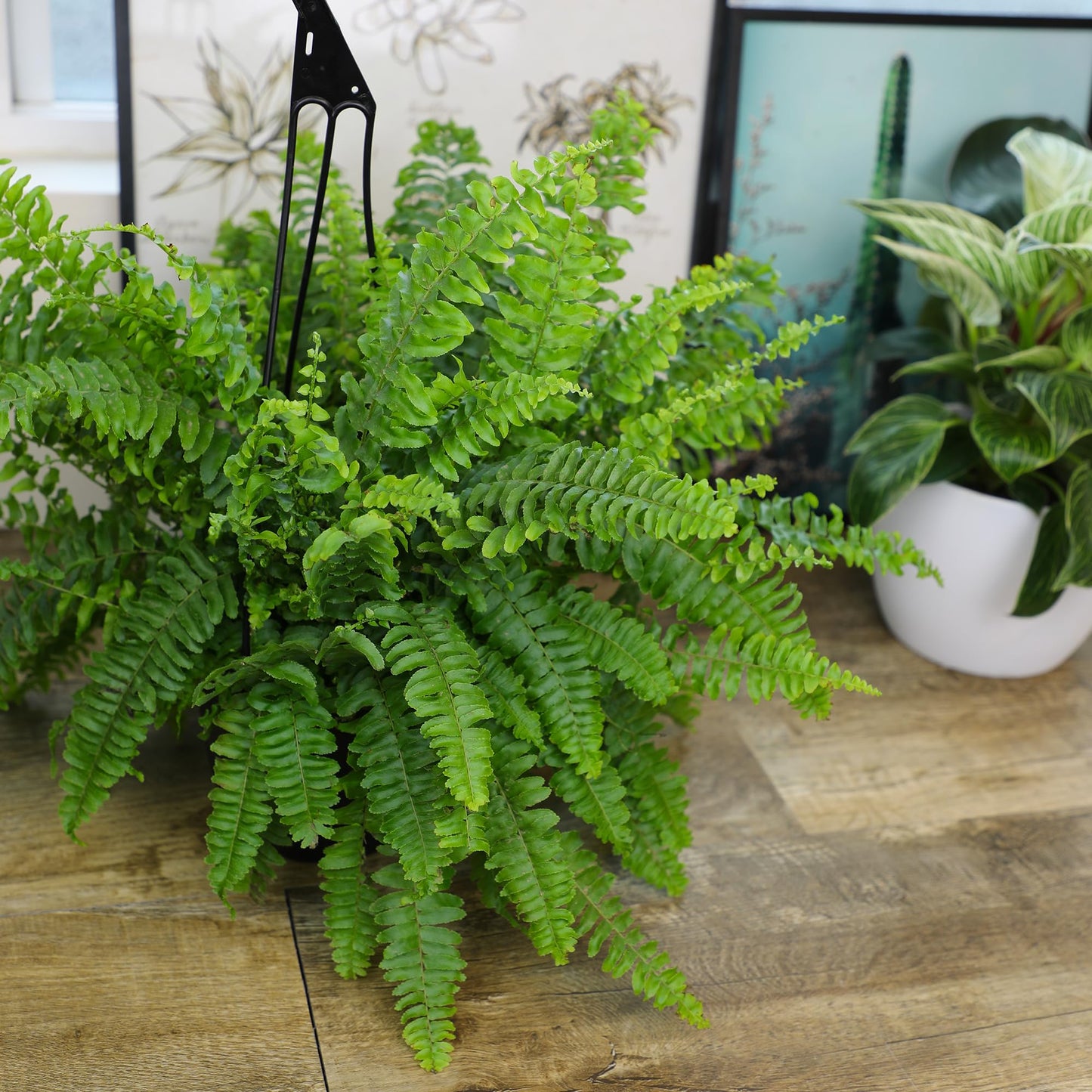 Hanging Boston Fern Live Plant in 6" Hanger, Real Ferns for Outdoors, Pet Friendly & Air Purifying, Low Light Outdoor or Indoor Houseplants, Easy Care Porch Plant by Plants for Pets