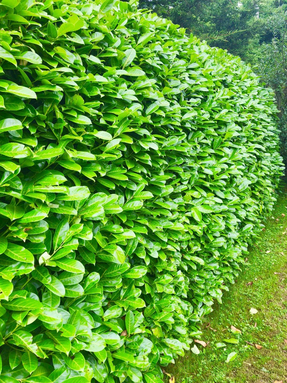 10 Cherry Laurel Evergreen Hedging 40-60cm Potted Not Bareroot by Sunnyside Nurseries