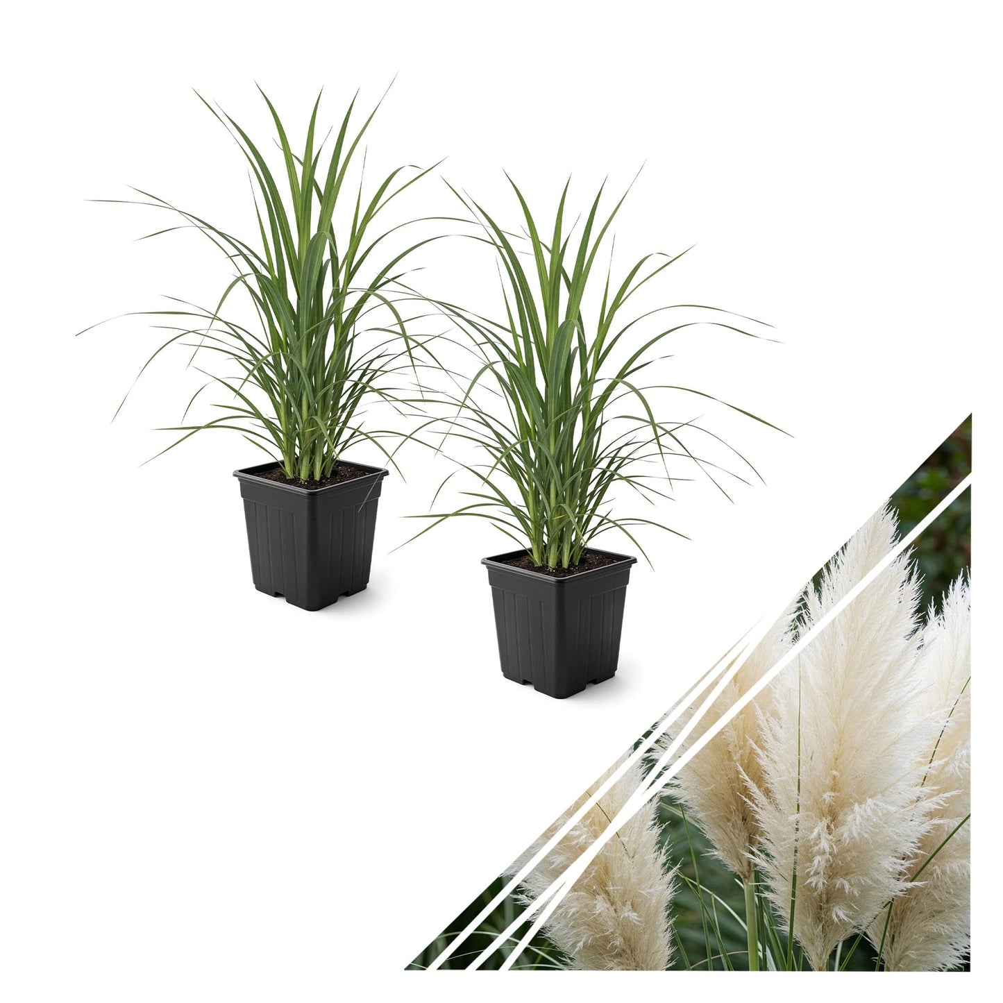 Live Ornamental Pampas Grass (Cortaderia selloana) - White (2 Pack) - Perennial Accent Plant - 10" Tall by 5" Wide in 1.5 Qt Pot