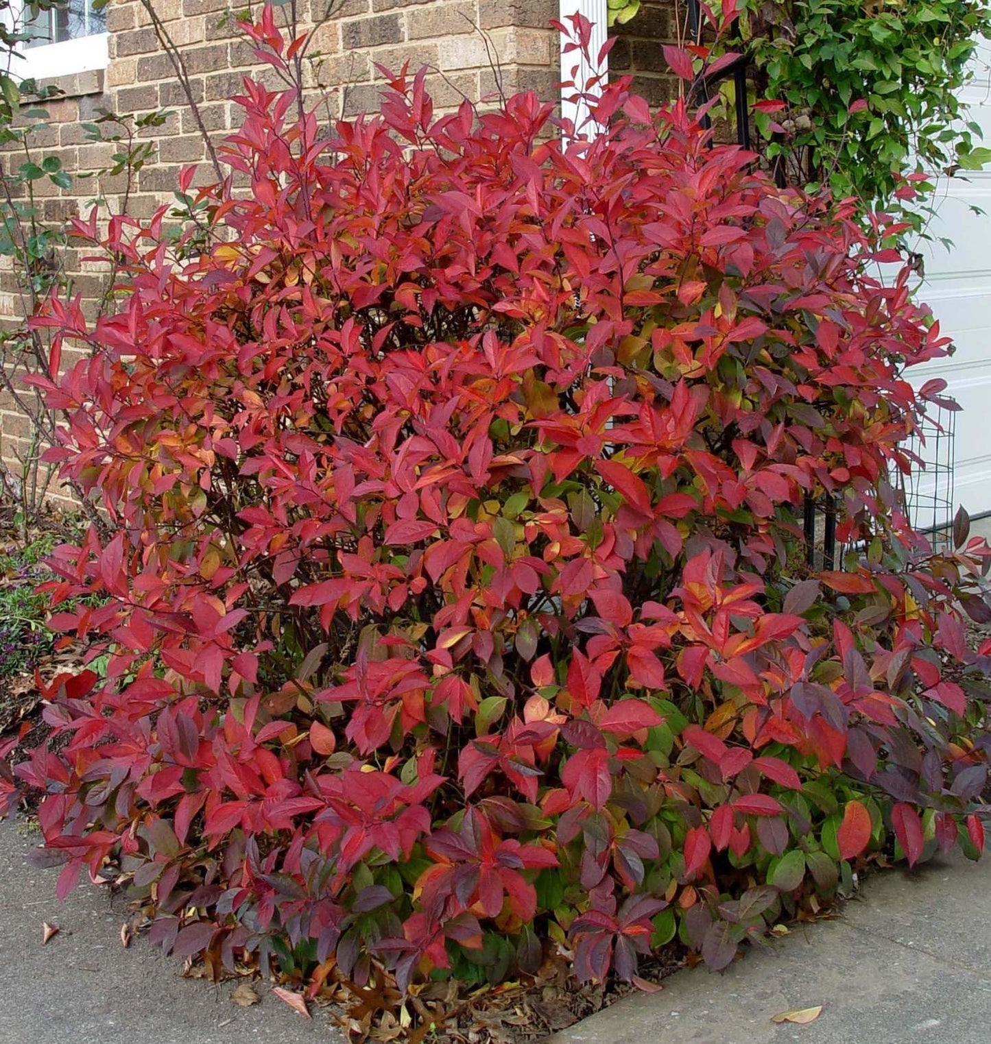 Live Plant - 2 Virginia Sweetspire Shrubs - 6-12" Tall, 4" Pot - Itea virginica Henrys Garnet