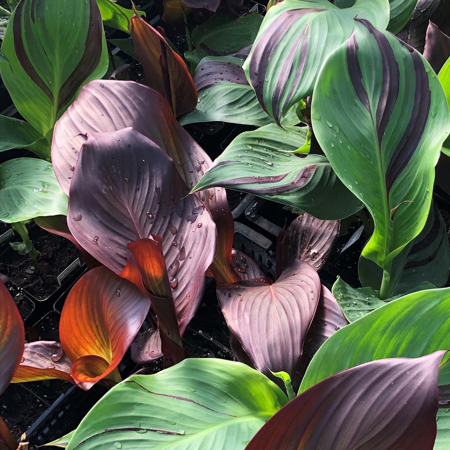 Cleopatra Canna Lily Bulb – Red and Yellow Bicolor Blooms, Tropical Garden Perennial, Zones 3–9, Summer Flowering Rhizome, 4–5 Ft Tall, 1 Bulb