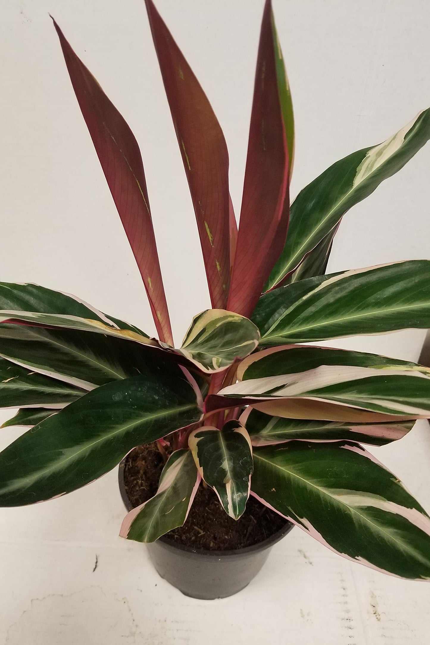 Live 6" Calathea Plant