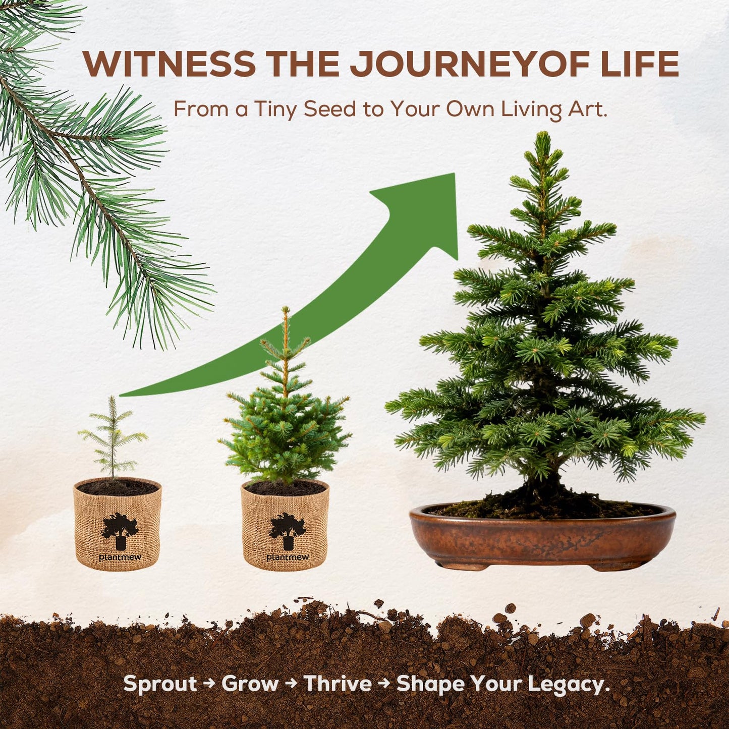 Christmas Gifts & Crafts for Adults - Bonsai Tree Starter Kit with 5 Unique Japanese Trees | Complete DIY Gardening Kit for Birthday | Gifts for Women, Men, Mom, Dad, Plant Lovers