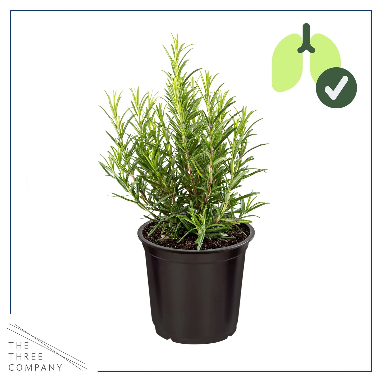 Live Aromatic and Edible Herb - Rosemary (4 Per Pack), Naturally Improves Breathing and Air Quality, 8" Tall by 3" Wide