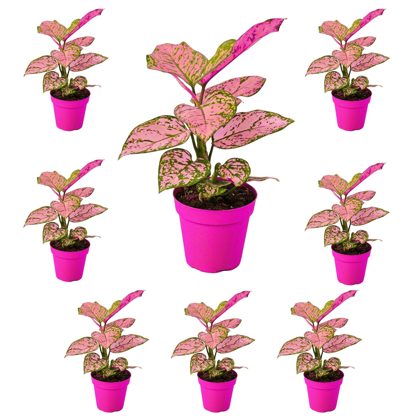 8 Pack Chinese Evergreen 'Lady Valentine' in 2in Pot - Live Plants Tropical Houseplants | Variegated | USA Growers | The Snobby Leaf