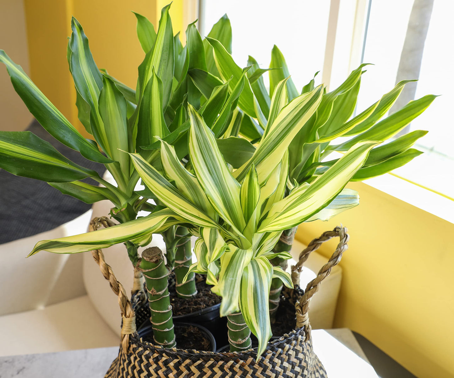 Dracaena Steudneri Moonlight 4 Pack House Plant, 4 Inch Pots for Plants, Dragon Tree Plants for Delivery Prime, Low Light House Plants, Live Plants Indoor Plants Live Houseplants by Plants for Pets