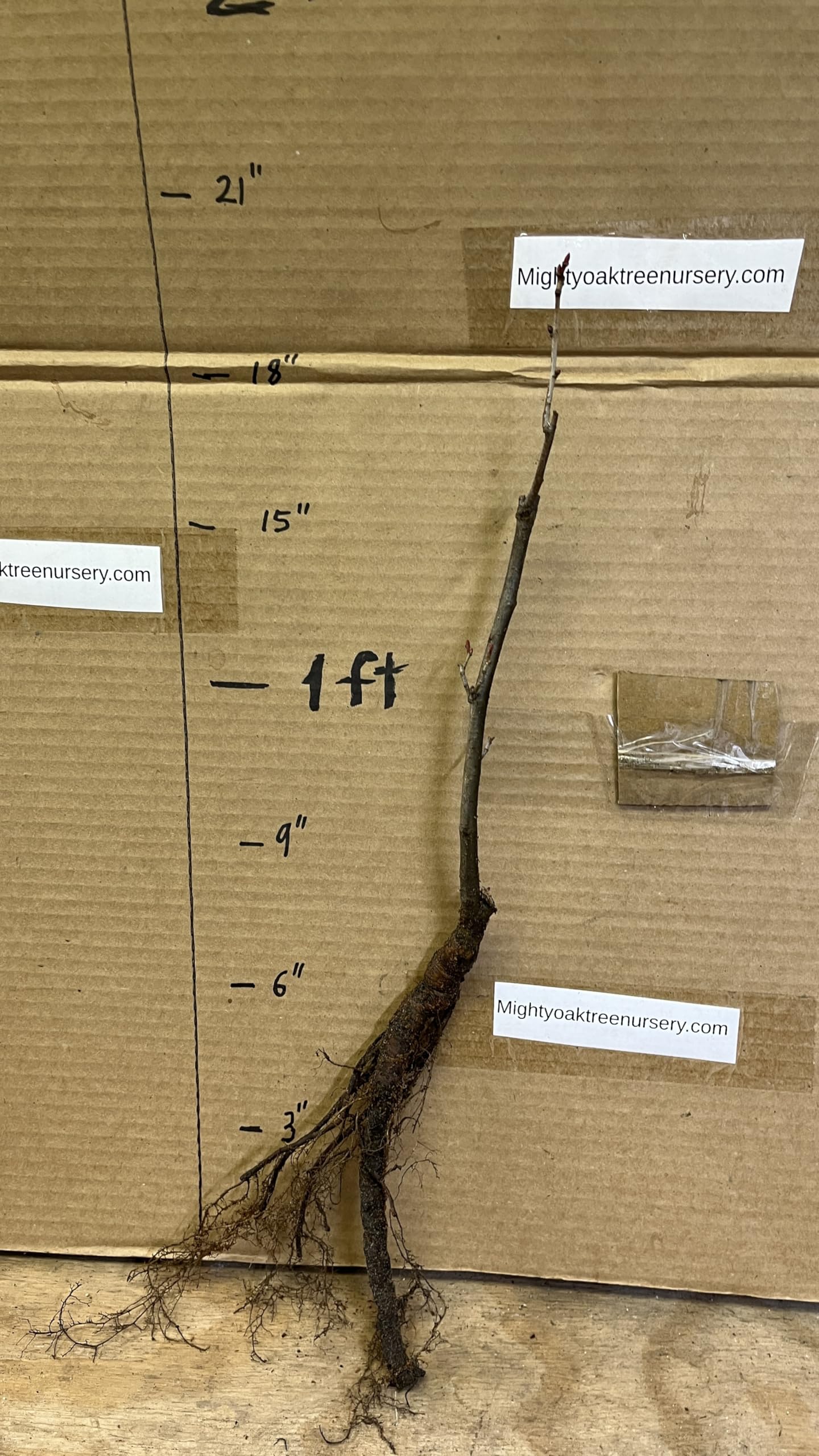6-12” 1 Year Old Tilia Americana Tree, (American Basswood) Bare Root