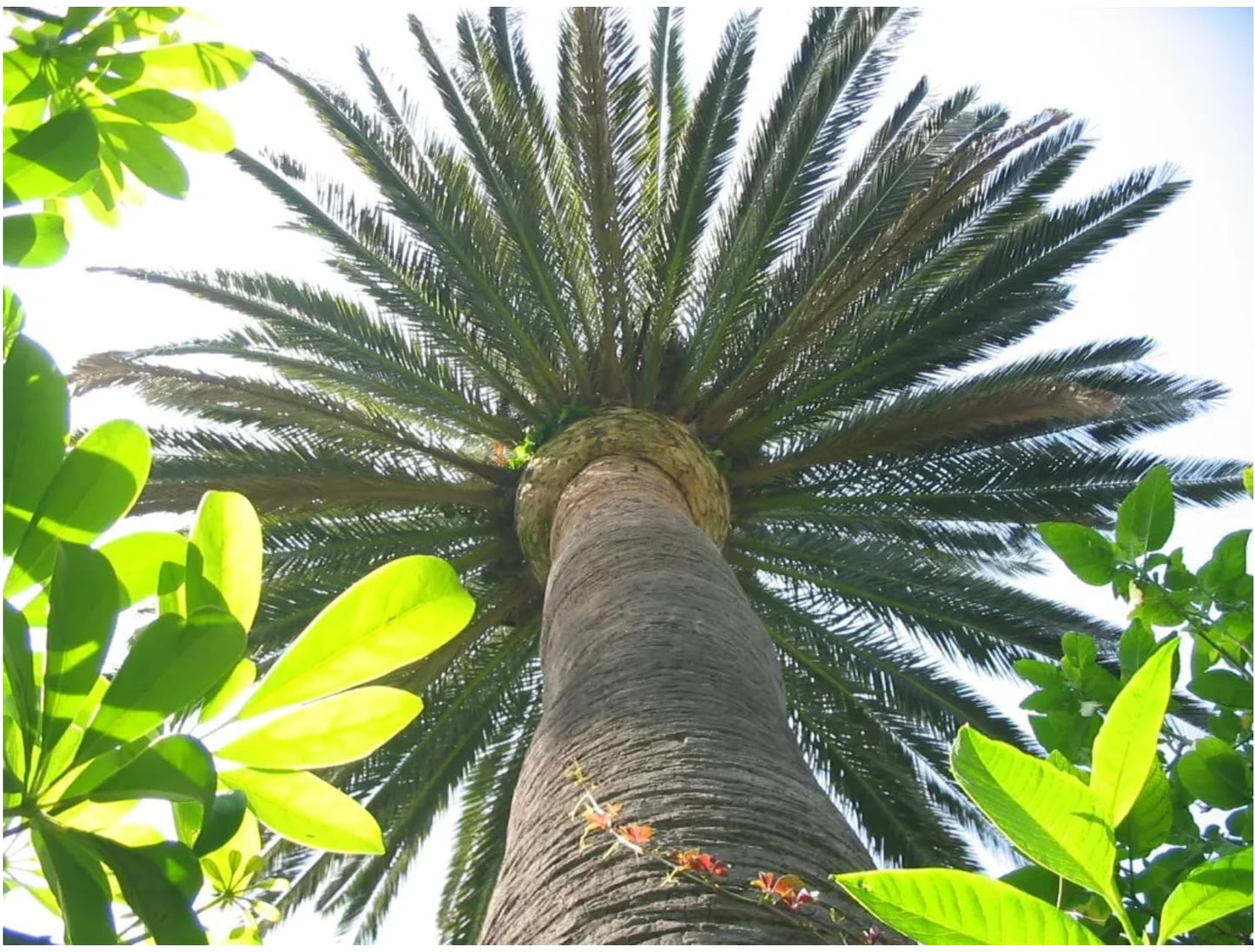 Phoenix Canariensis Pineapple Palm Tree, Indoor/Oudoor Live Plant, Drought Resistant