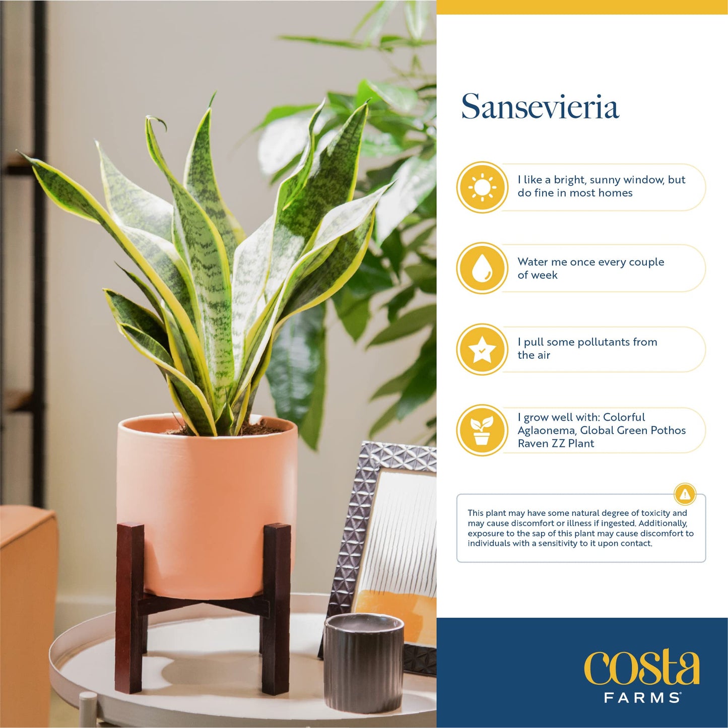 Costa Farms Snake Plant Live Indoor Houseplant in Self-Watering Decor Pot, 12-20 Inches Tall Medium Sansevieria, Low Light Easy Care Live Plant, Unique Housewarming Gift or Office Desk Decor