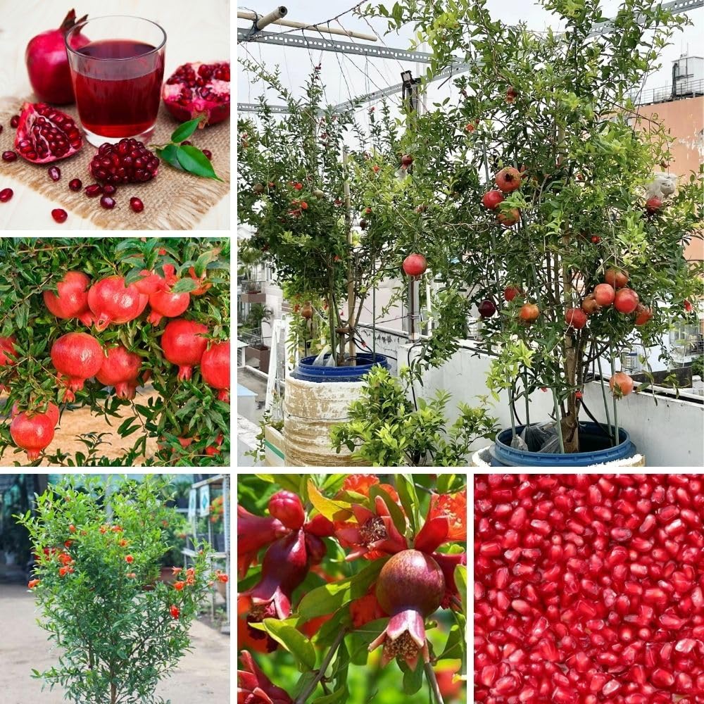 Sweet Pomegranate Live Plant 8-10 Incch Tall, 4 Inches Pot, Red Pomegranate Plants Live, Edible Fruit Bearing Tree for The Patio and Garden