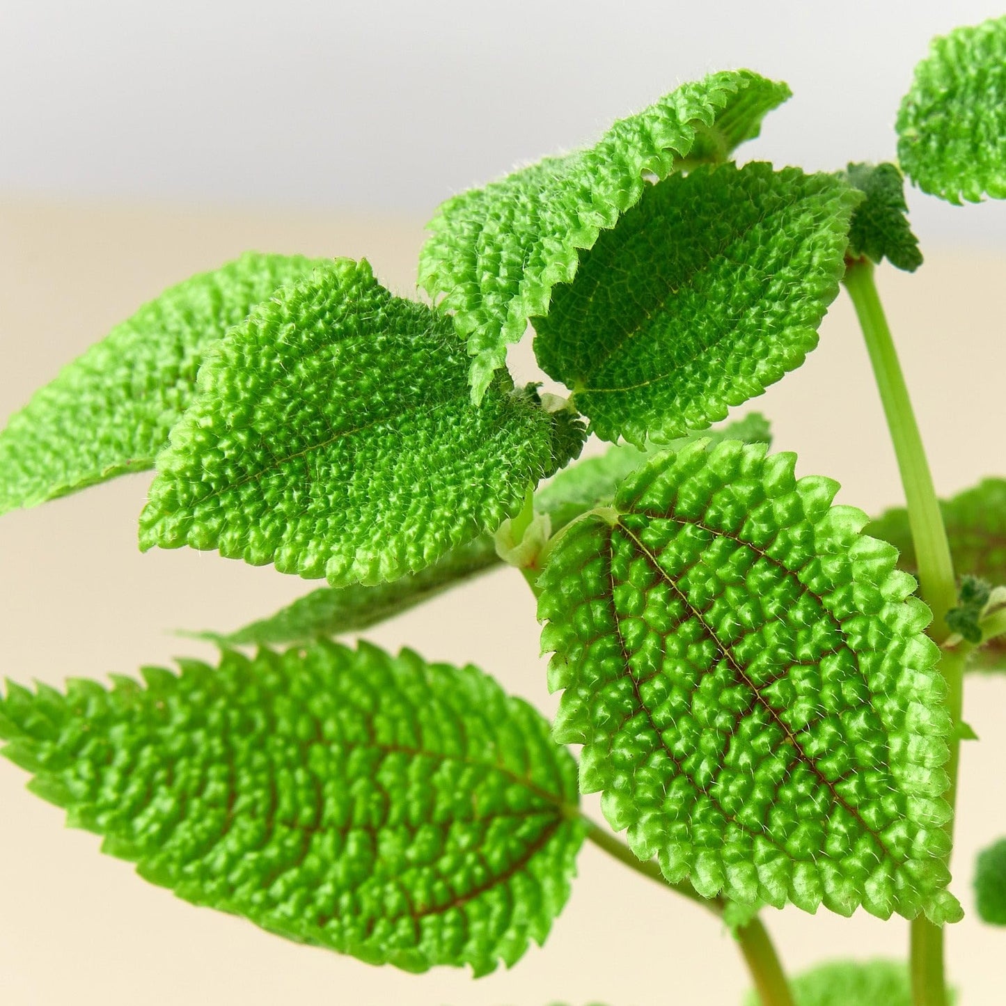 Pilea Moon Valley | Live Plant for Indoor & Outdoor | for Living Room, Office, Bathroom | (4" Pot)