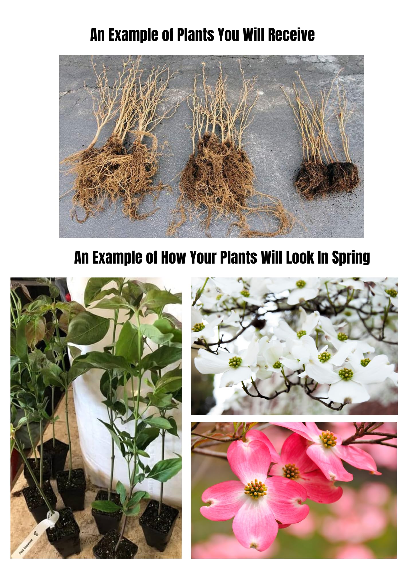 Pink Dogwood Trees Live Plants in Quart Pot, 10-16 Inc Tall, Dormant in Winter, Bushes for Planting Outside, Flower Shrubs