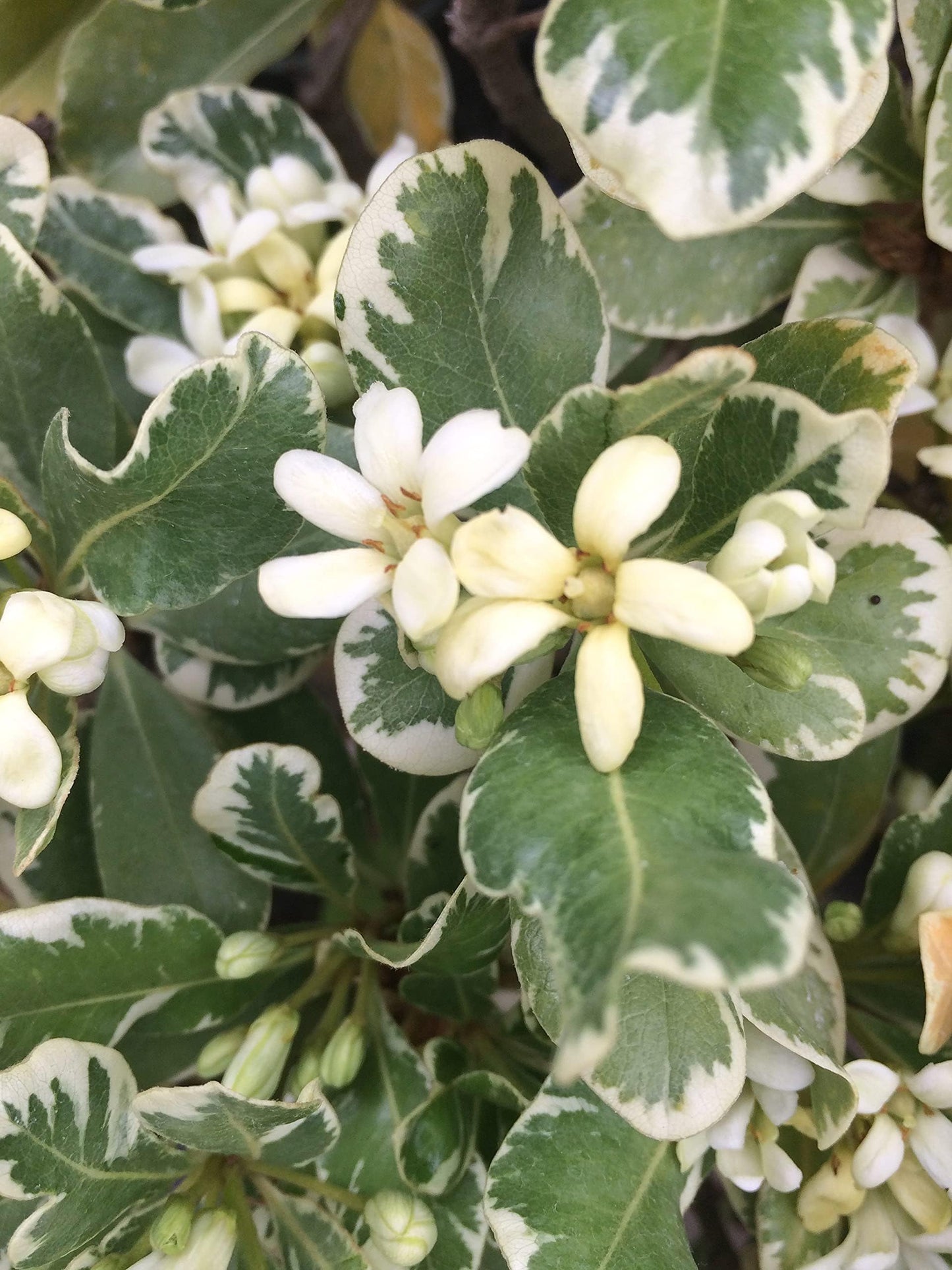 Pittosporum Variegated | 2 Extra Large Trade 3 Gallon Plants | Pittosporum Tobira 'Variegata' | Elegant Foliage | Low Maintenance
