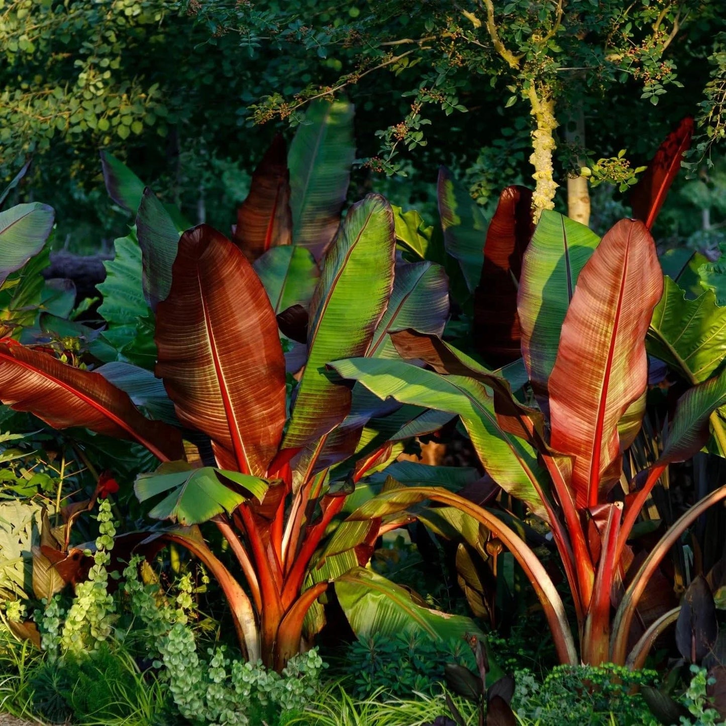Red Abyssinian Banana (Ensete Maurelii) 5-9" Live Plant - Giant Red Leaf Ornamental Tree - Fast Growing Tropical Focal Point - Huge Container Accent