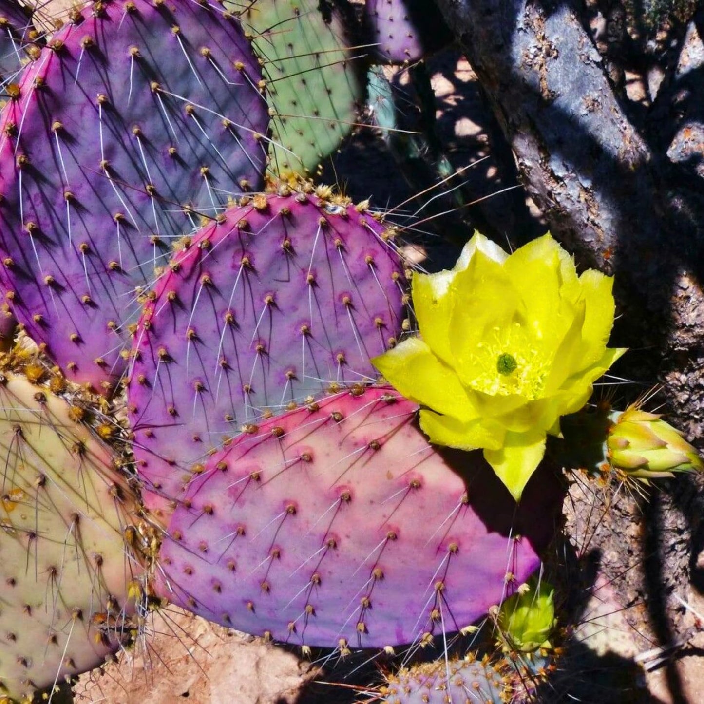 Set 2 Purple Prickly Pear Cactus, Fast Growing Cactus Live Plant 5-8'' Tall, Ready to Grow, Outdoor Garden Planting