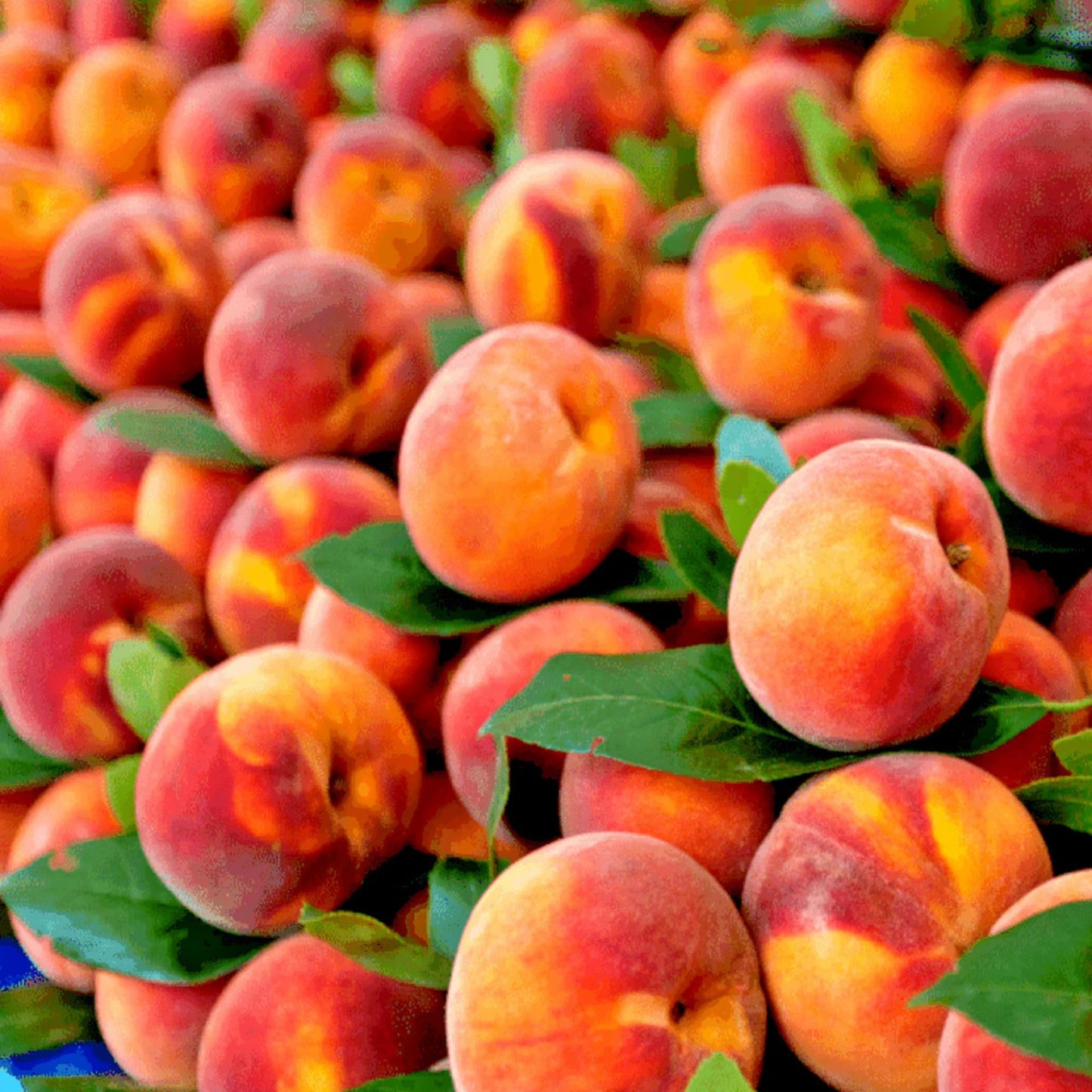 5+ Nemaguard Peach Fruit Tree Seeds for Planting Outdoor - Perennial Fruit Seeds Peach Tree Seeds Non GMO & Heirloom Seeds
