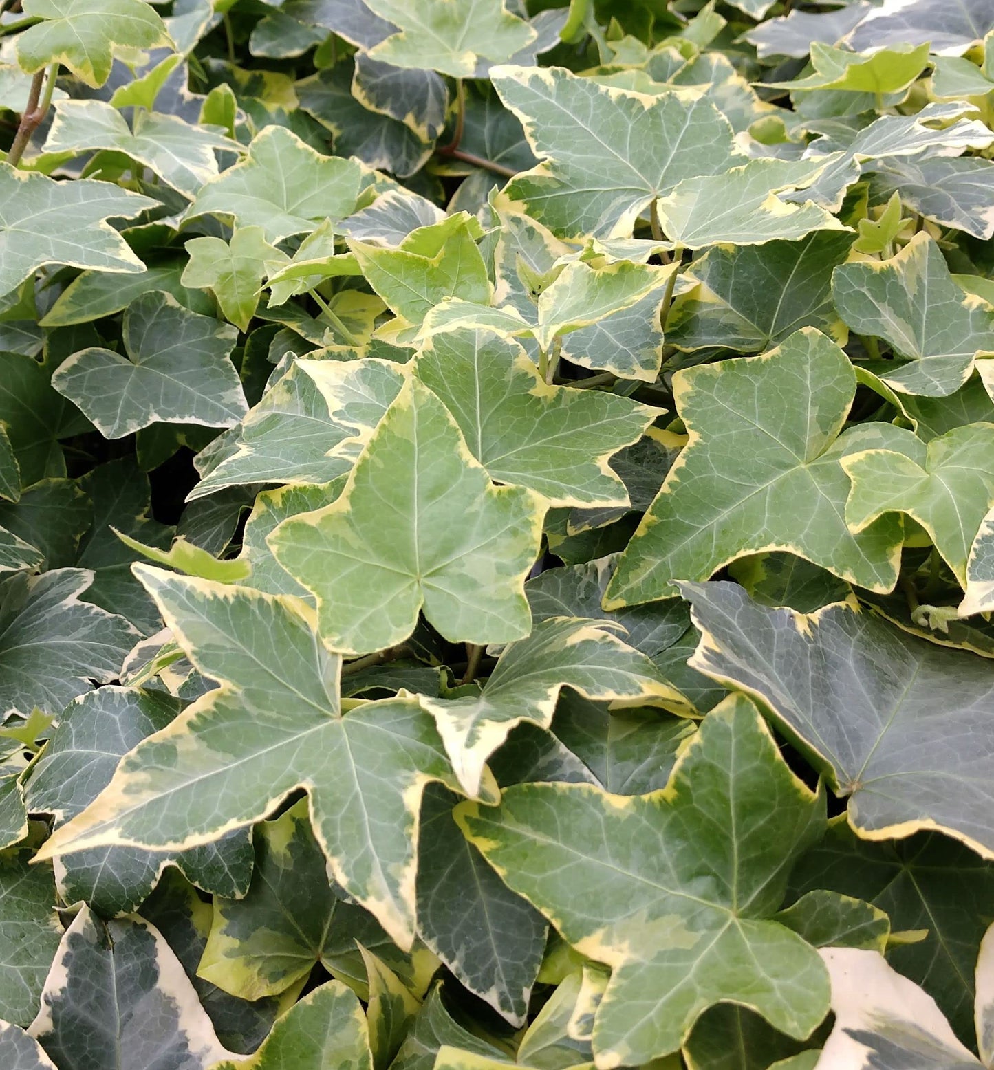 Golden English Ivy - Live Plant in a 4 Inch Pot - Hedera Helix - Beautiful Easy Care Indoor Air Purifying Houseplant Vine