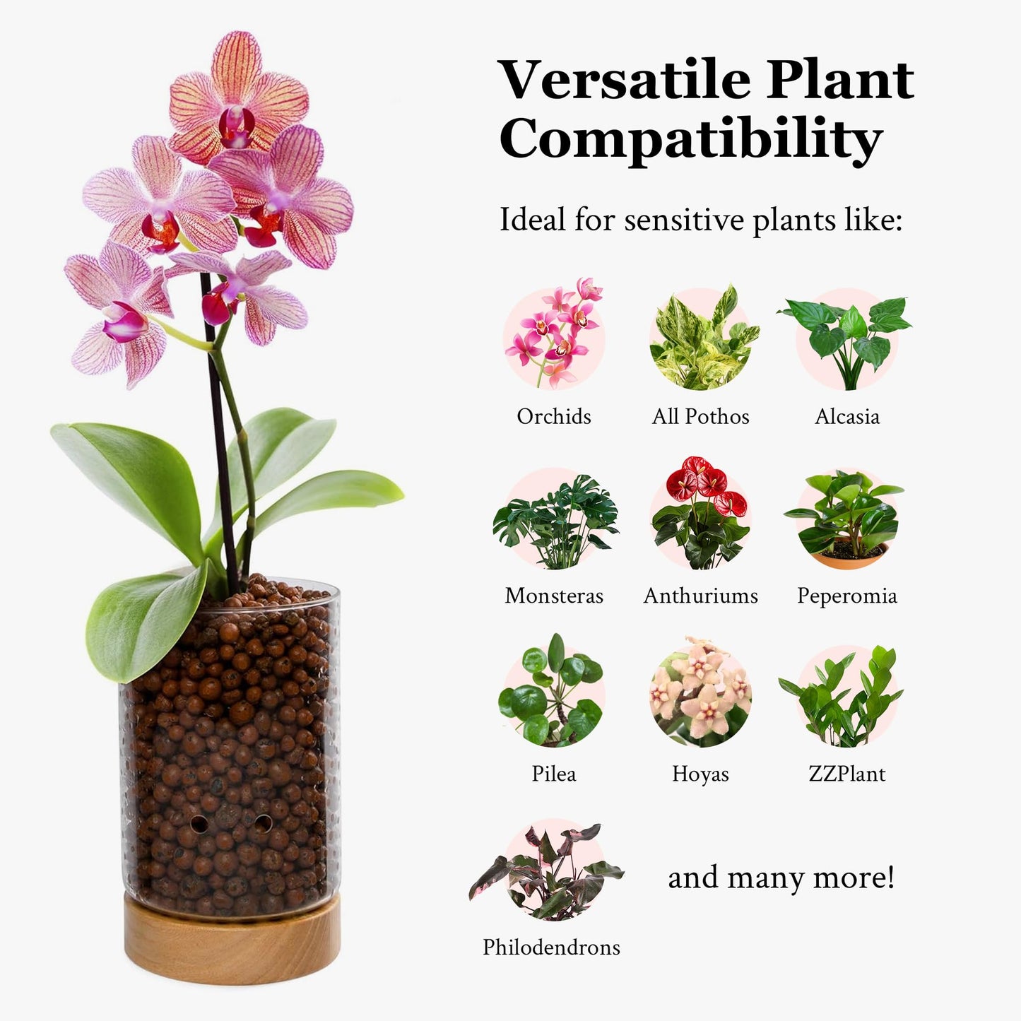 Pot & Pebble - C1 Glass Planter with Wooden Base - Indoor Glass Planter with Water Level Control Holes -Grow Plants in LECA Clay Pebbles/Similar Media - Semi Hydroponic Planter - Plant Cutting Holder
