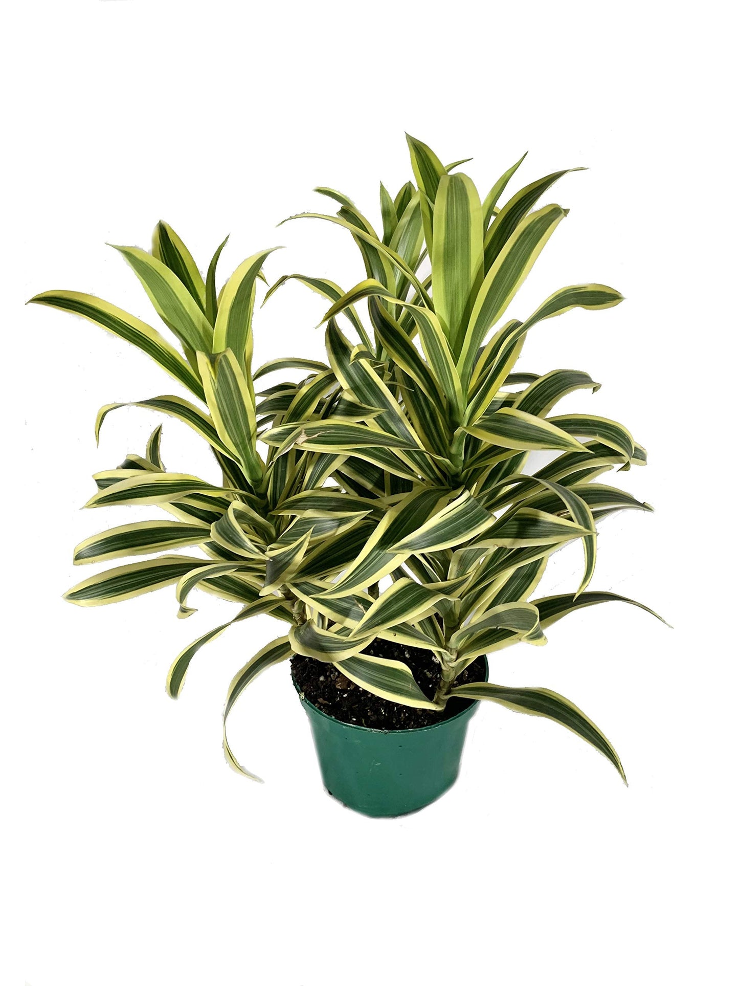 Song of India Plant - 3 Live Plants in 6 Inch Pots - Dracaena Reflexa - Beautiful Easy to Grow Air Purifying Indoor Plant