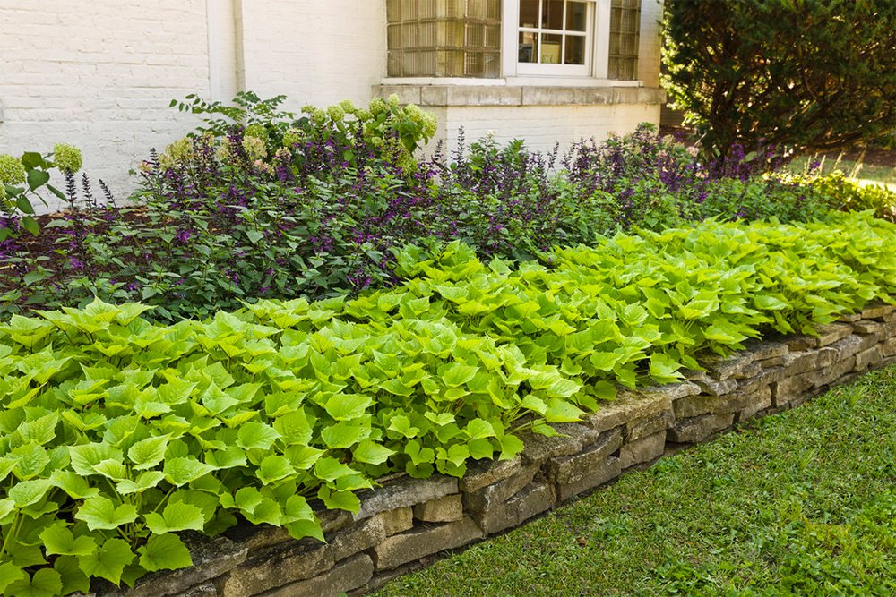 American Plant Exchange Lime Sweet Potato Vine – 6-Inch Pot – Live Trailing Foliage Plant, Fast-Growing Ornamental Vine for Hanging Baskets, Patio Containers & Garden Borders