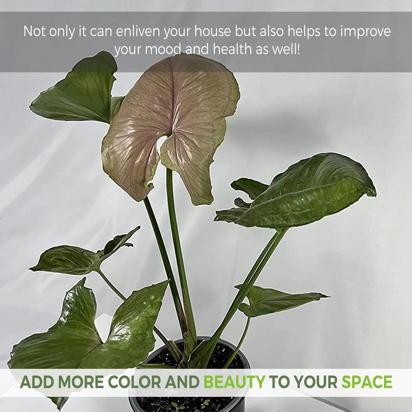 LEAL PLANTS ECUADOR Syngonium Mango Allusion (Pack of 2)| Rare Variegated Elephant Ear Houseplants | Tropical Syngonium Live Plants | Unique Variegated Foliage Indoor Plants for Home Decor
