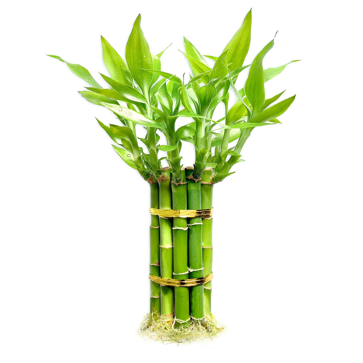 Lucky Bamboo Plants Live Indoor (10 Stalks, 8 Inch) - Fresh House Plants for Office Desk, Home Decor, for Positive Energy, Prosperity & Easy Care