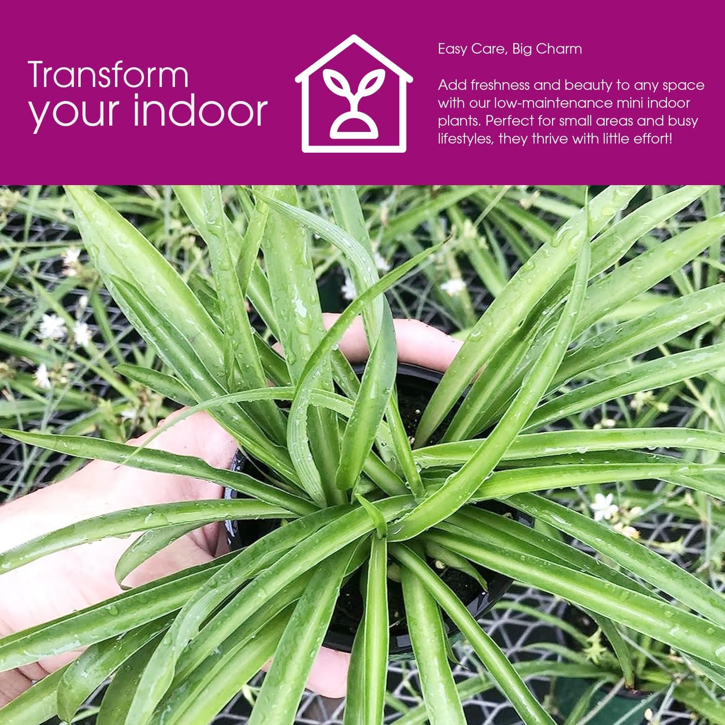 Solid Green Spider Plant Large Size - Low Maintenance, Air-Purifying, Thrives in Home & Office - Perfect for Plant Enthusiasts - Live Houseplant in Potting Soil (1)