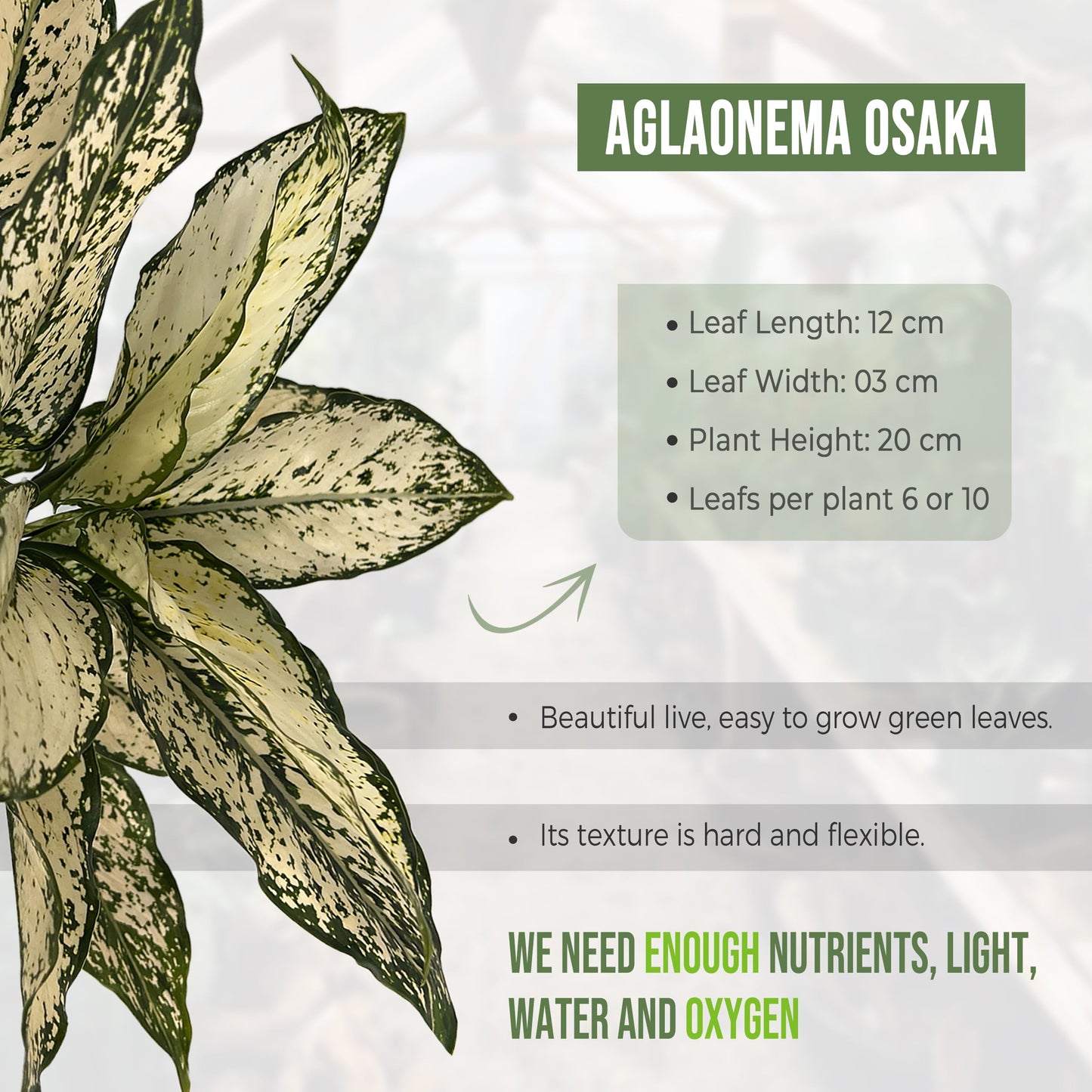 LEAL PLANTS ECUADOR Aglaonema Osaka|Chinese Evergreen | Low Maintenance Indoor Plant | Air-Purifying Evergreen Décor | Live Houseplant for Home & Office | Tropical Plants