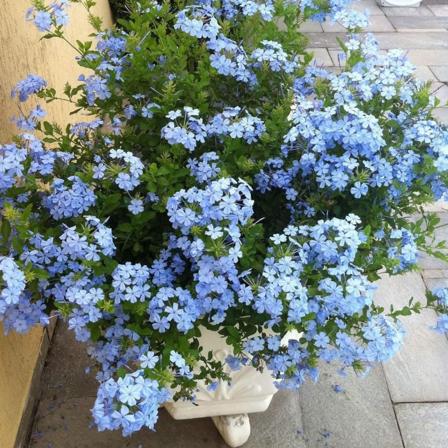 2 Blue Plumbago Live Plants, 4-8'' Tall Blue Plumbago Plant Vine Shrub for Planting, Vibrant Flowering Starter Plant for Garden or Containers, Well Rooted to Grow