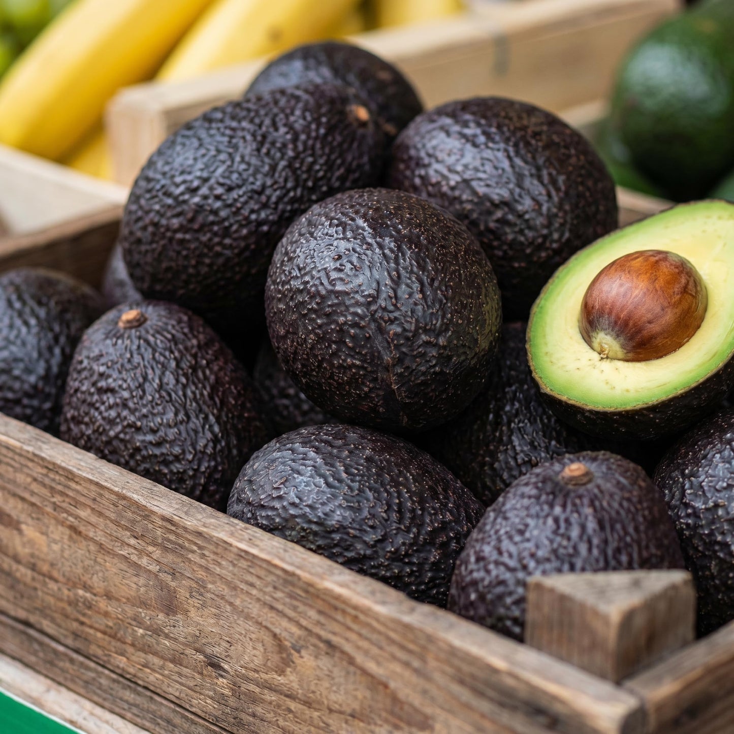 Avocado Tree Live 1-2 Ft Tall in 3 Gallon Pot, Grafted Avocado Tree for Outdoor Garden or Patio Planting, High Yield, Ready to Bear Fruits, No CA (Black Avocado)