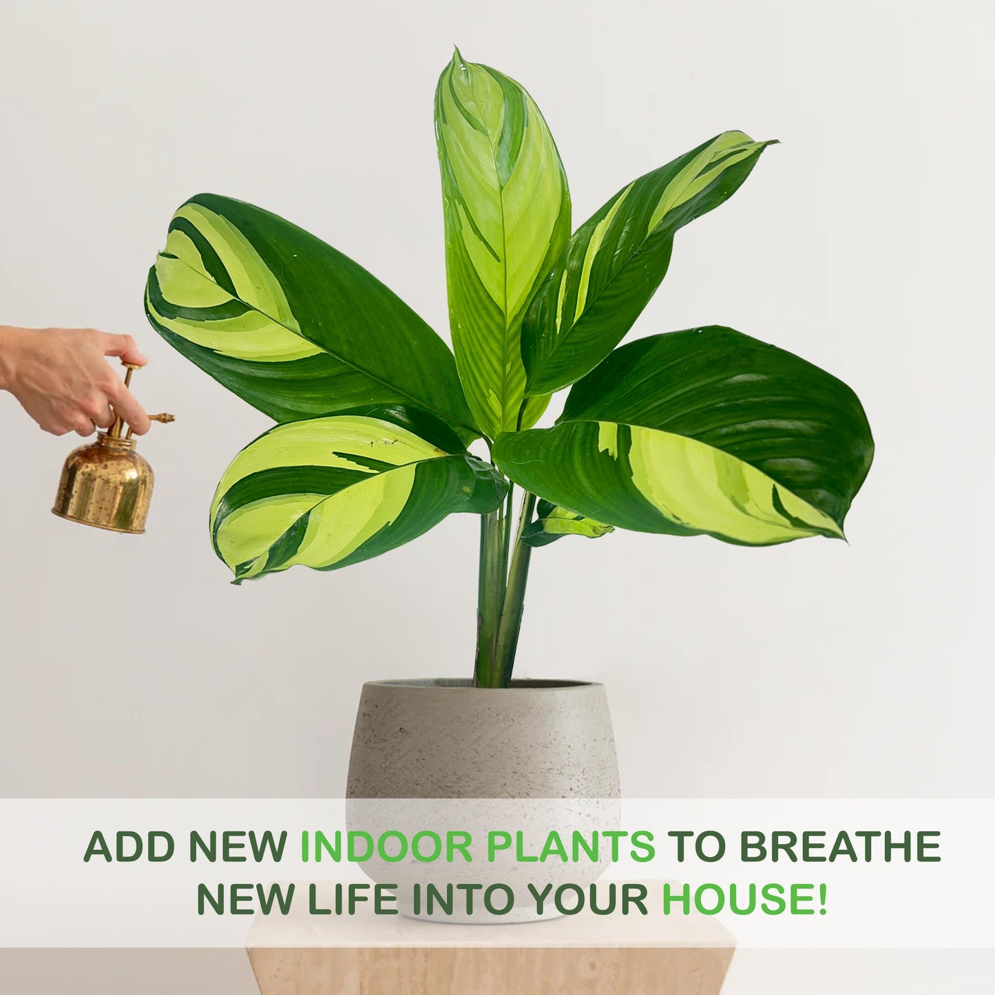 LEAL PLANTS ECUADOR Calathea Golden Variegated - Fascinating Leaf Movement, Easy Care Tropical Houseplant, Air-Purifying, Ideal for Home & Office Decor, Unique Living Plant Gift