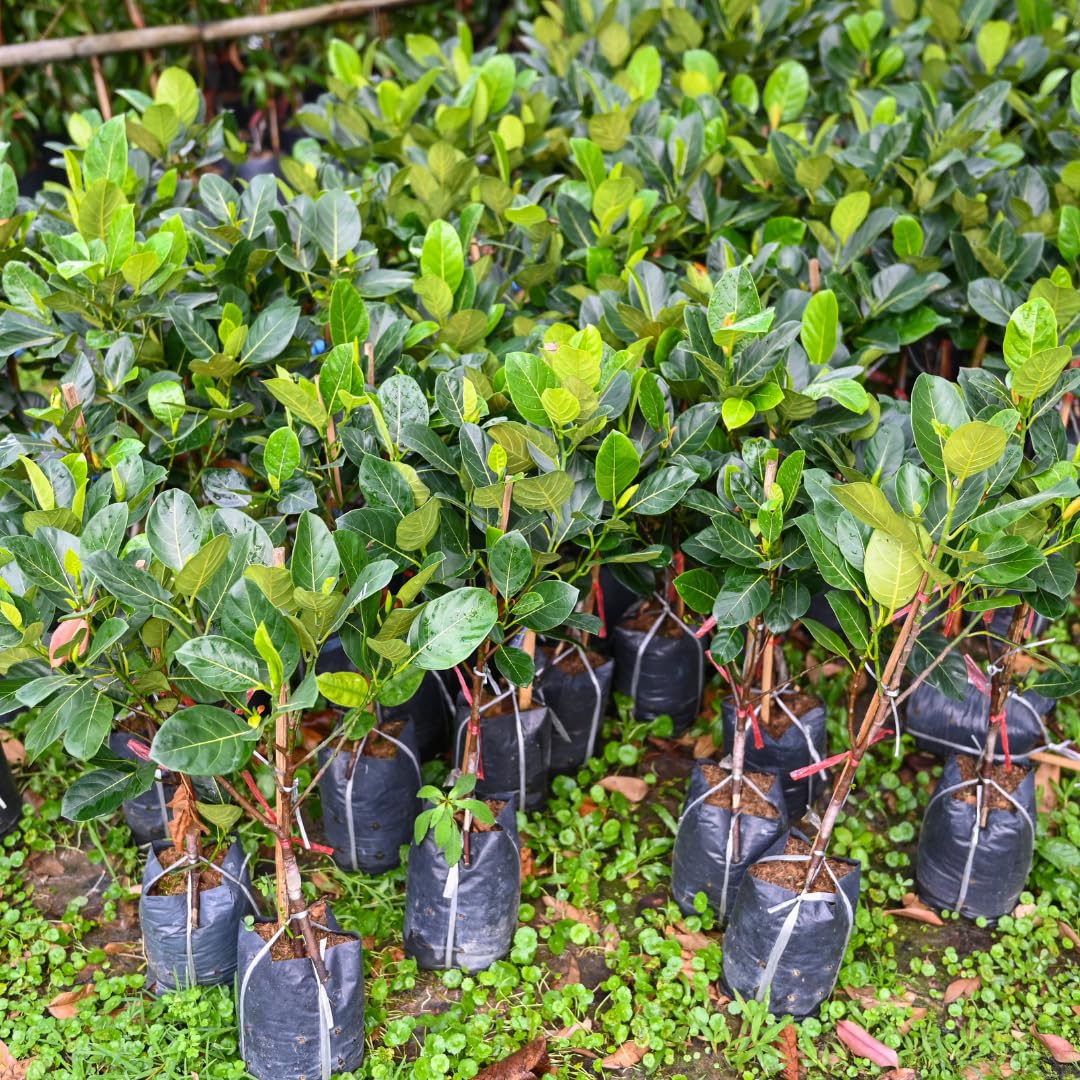 2 Jackfruit Trees Live Plants, Well-Rooted 1 Year Old Seedling Tropical Jackfruit Fruit in 4 Inch Pot, Yellow Sweet