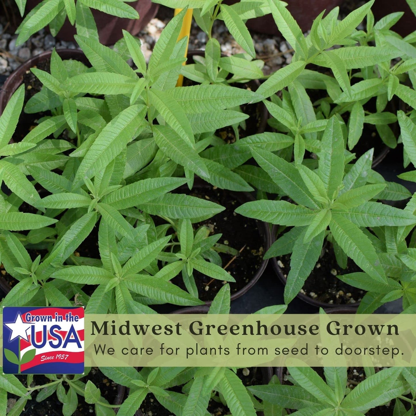 Clovers Garden Lemon Verbena Herb Plants – Two (2) Live Plants – Non-GMO - Not Seeds - Each 4" to 8" Tall – in 4" Inch Pots - Bright Lemony Herb, Great Grower