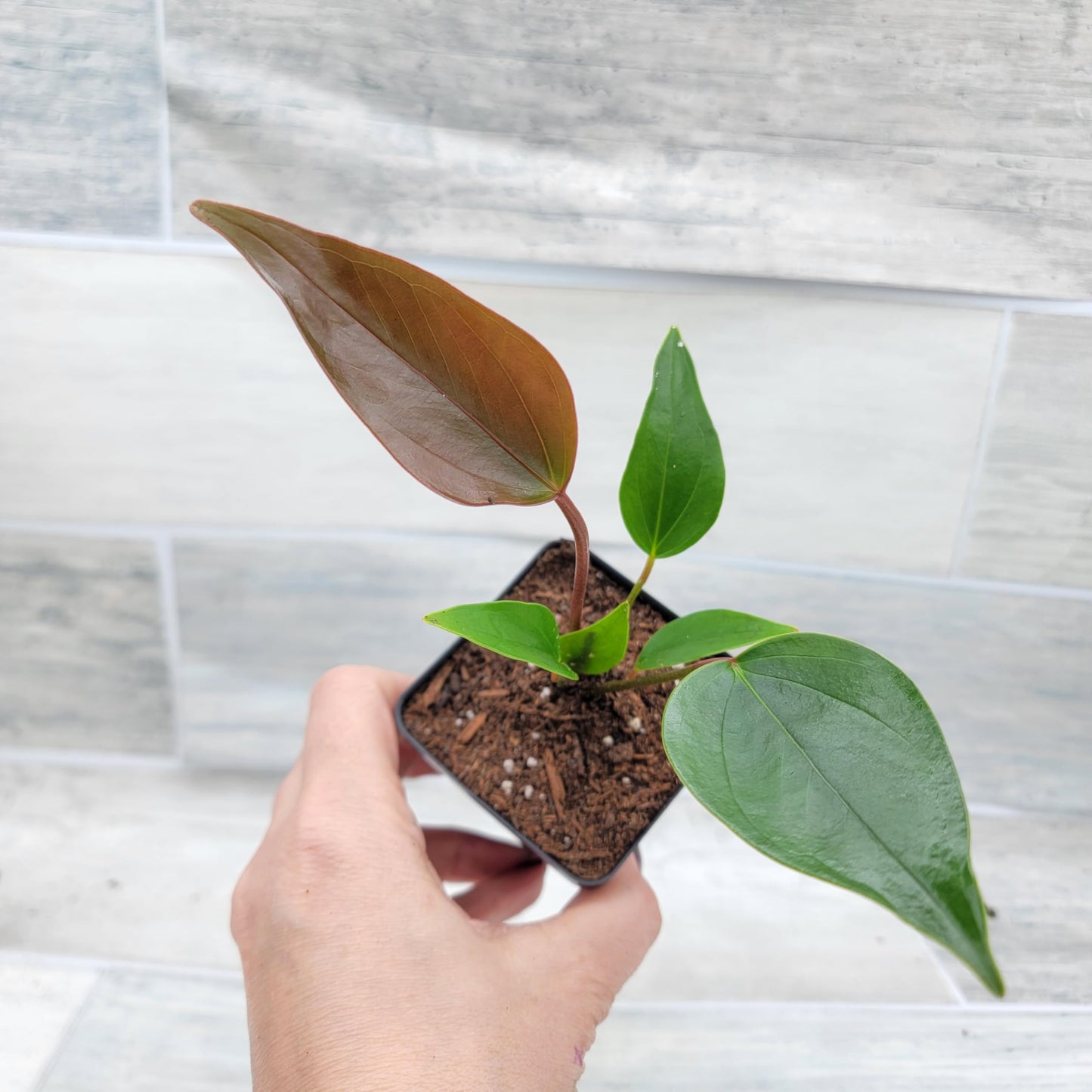 Anthurium Tiny Purple in 4 inch Nursery Plant Pot Live Rare Exotic Tropical Indoor House Plants Easy to Grow Housewarming Gift Decoration Gift for Home or Office by 3exoticgreen