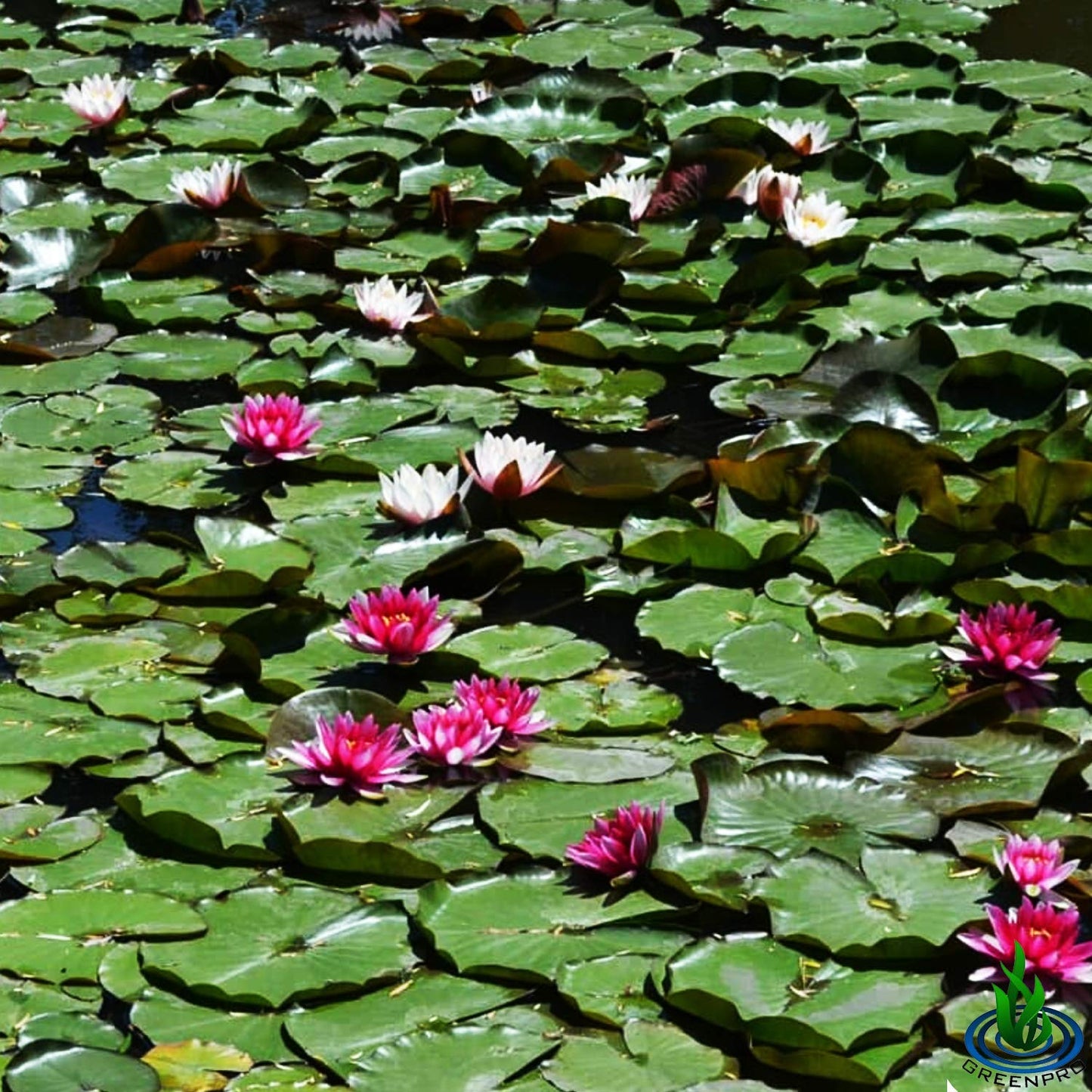 Nymphaea Attraction Red Hardy Water Lily Tuber Rhizome Live Aquatic Plants for Pond Water Garden