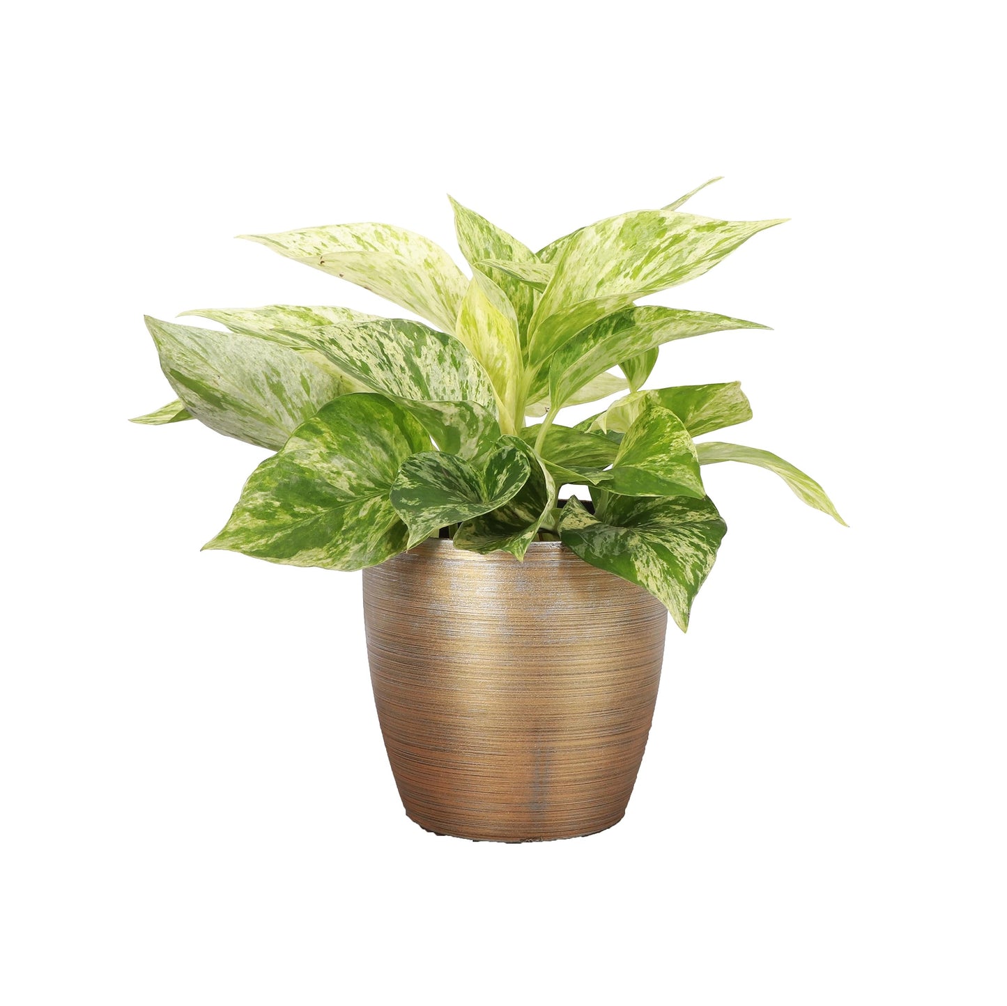 Thorsen's Greenhouse Marble Queen Pothos, Live Indoor Plant, Easy to Grow, Rare Variegated Houseplant, Natural Air Purifier, 4-inch Diameter Pot (Gold)