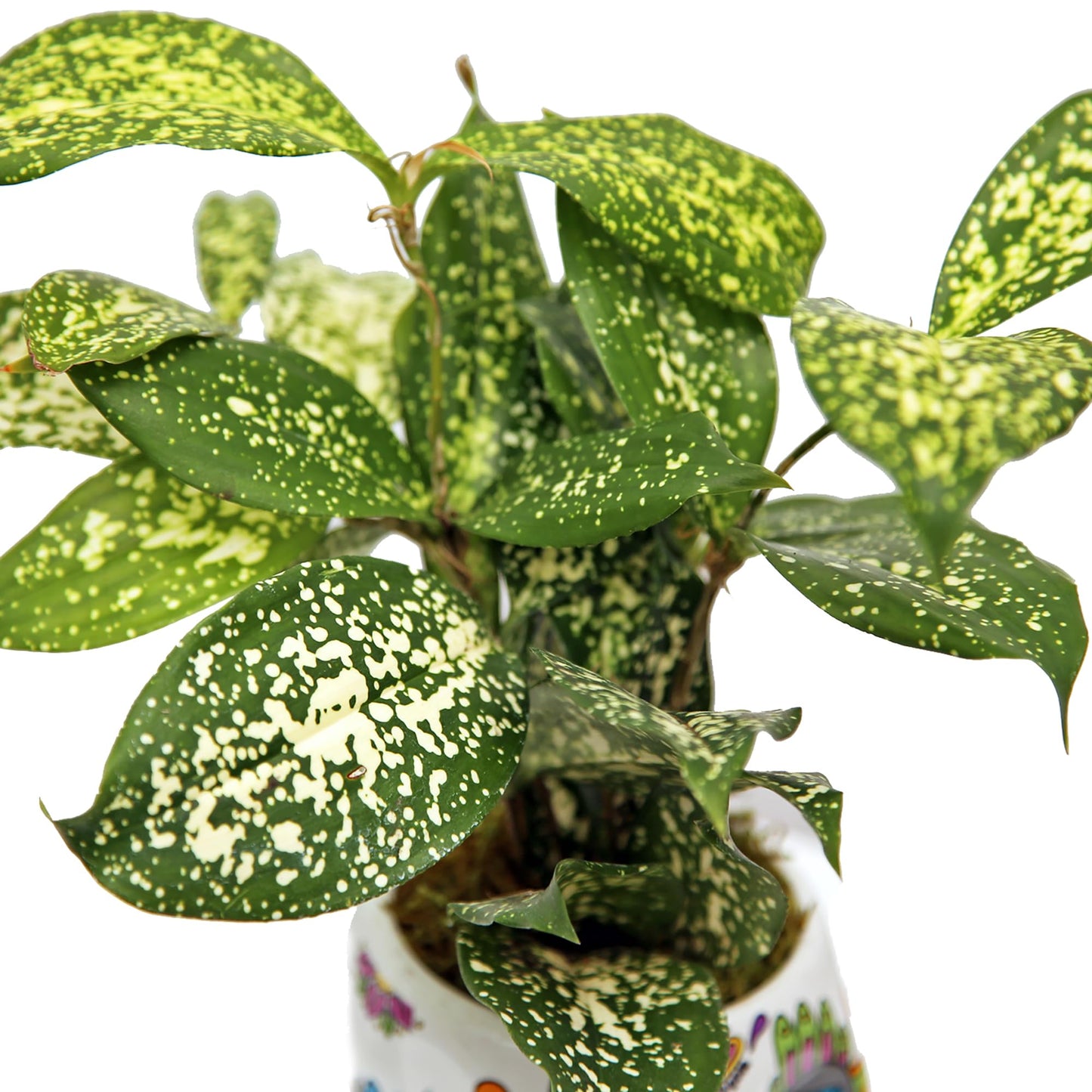 Live Florida Beauty Golddust Spoted-Leaf Dracaena Surculosa, Variegated Tropical Houseplant, Office Gift, Plant Lover Gift, Gardening Gift, Best Friend Gift in 4" Ceramic Skull