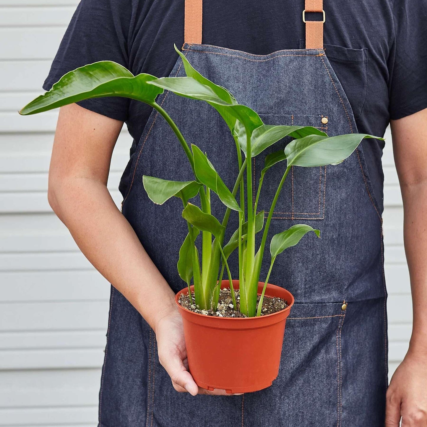 White Bird of Paradise Strelitzia Nicolai Live Plant for Indoor | Different Houseplants in 4'' & 6'' Pot | Real House Plant for Living Room, Office & Desk | Strelitzia Nicolai